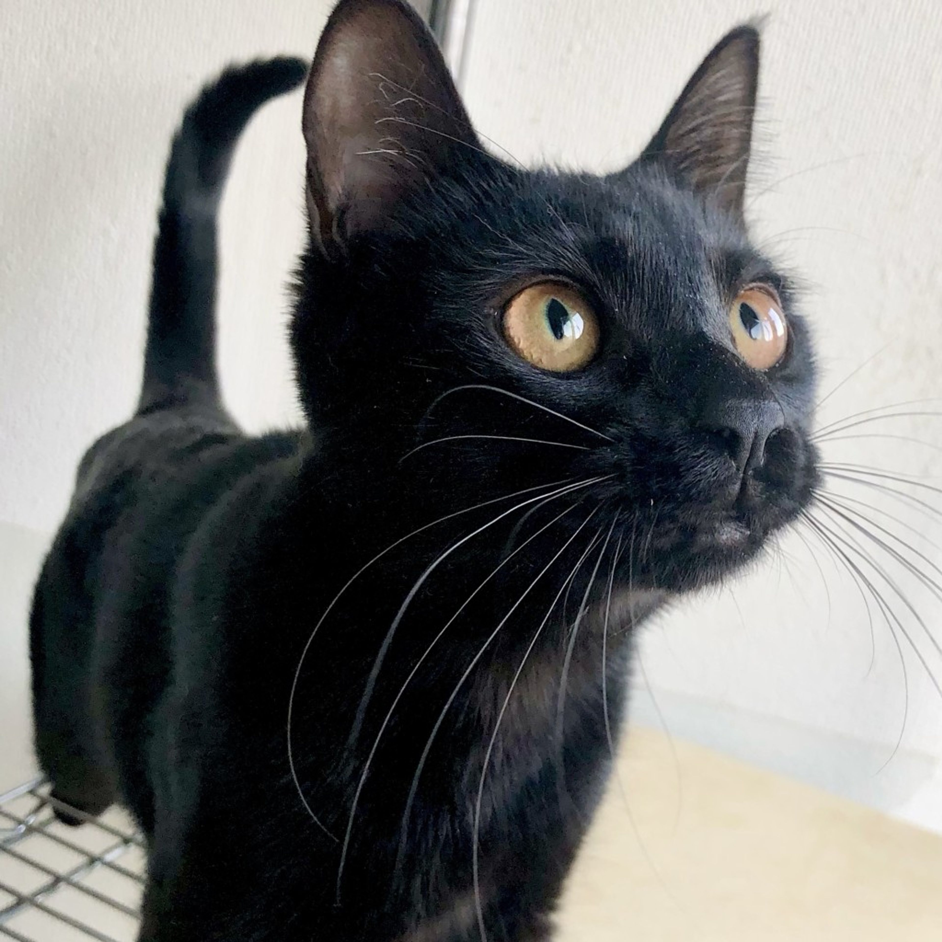 雑種（ミックス猫）・メスの里親募集の写真