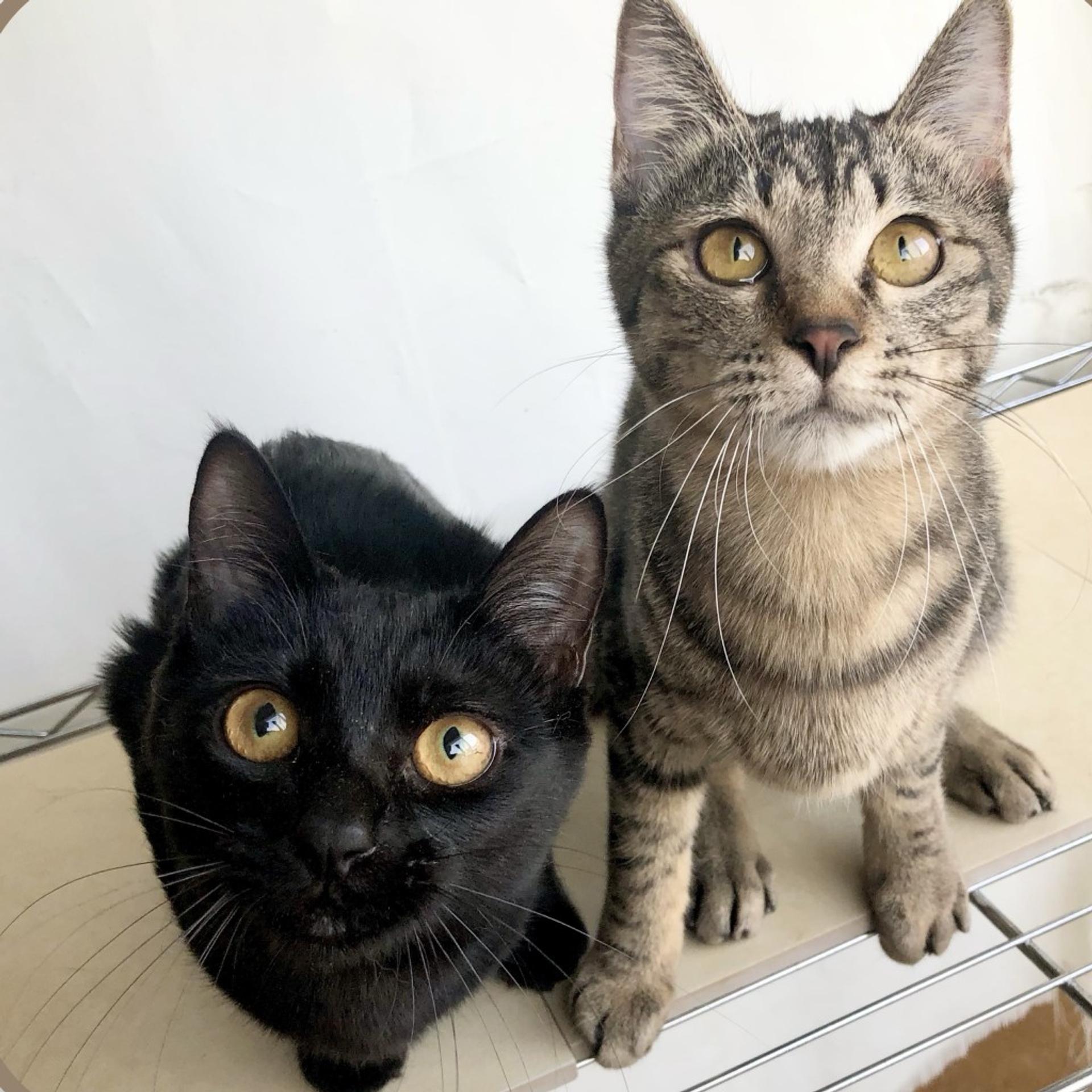 pet-image-3