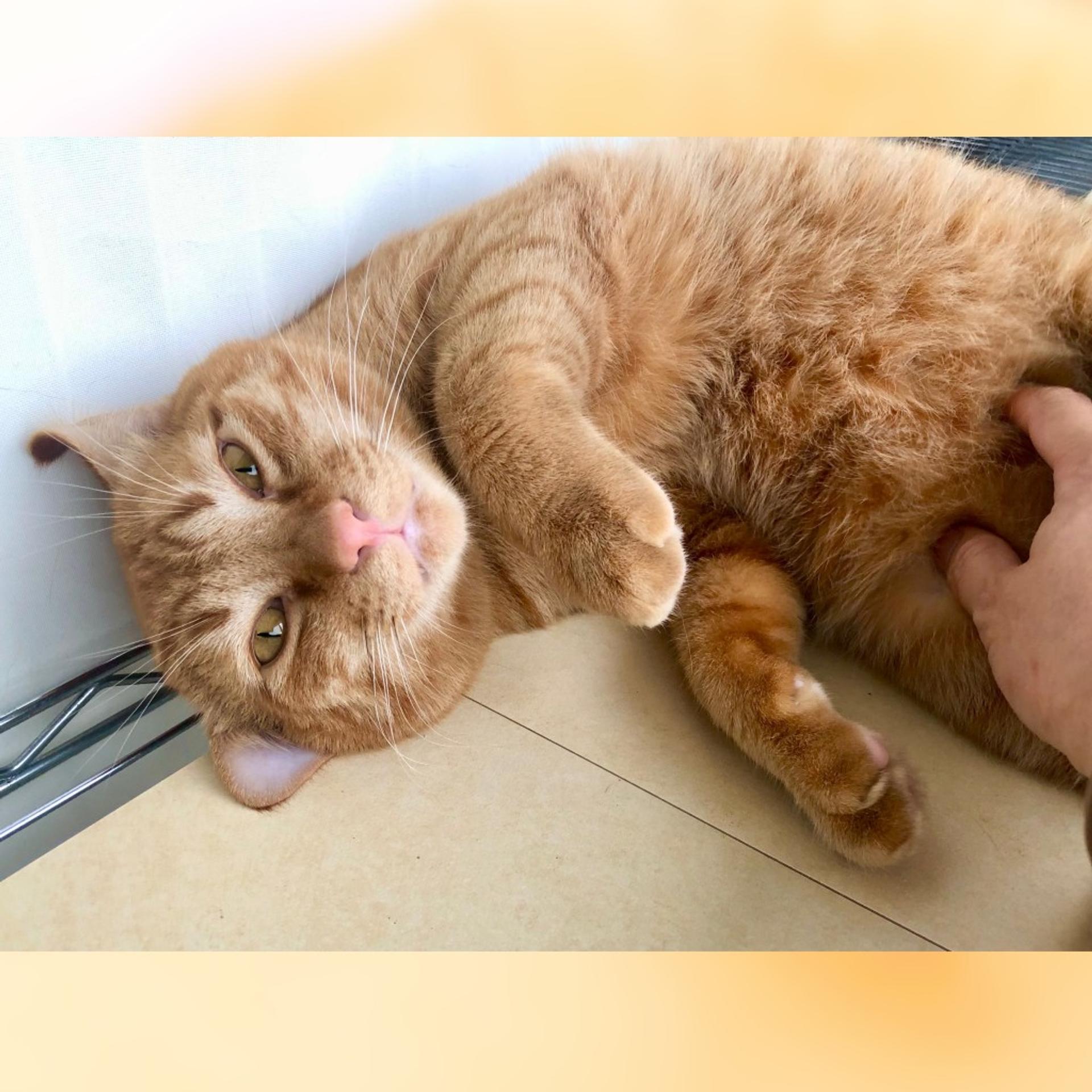 pet-image-2
