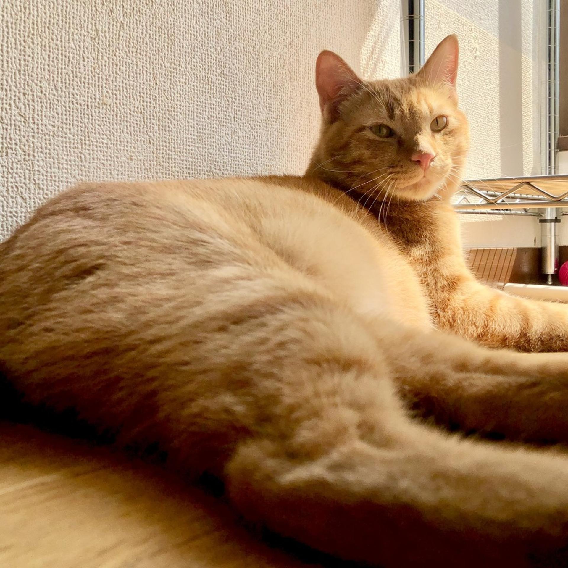 pet-image-4