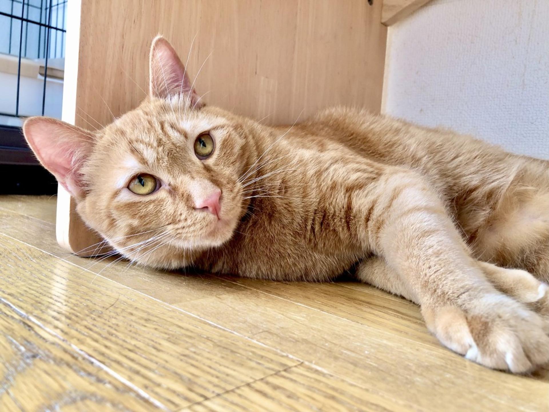 pet-image-10