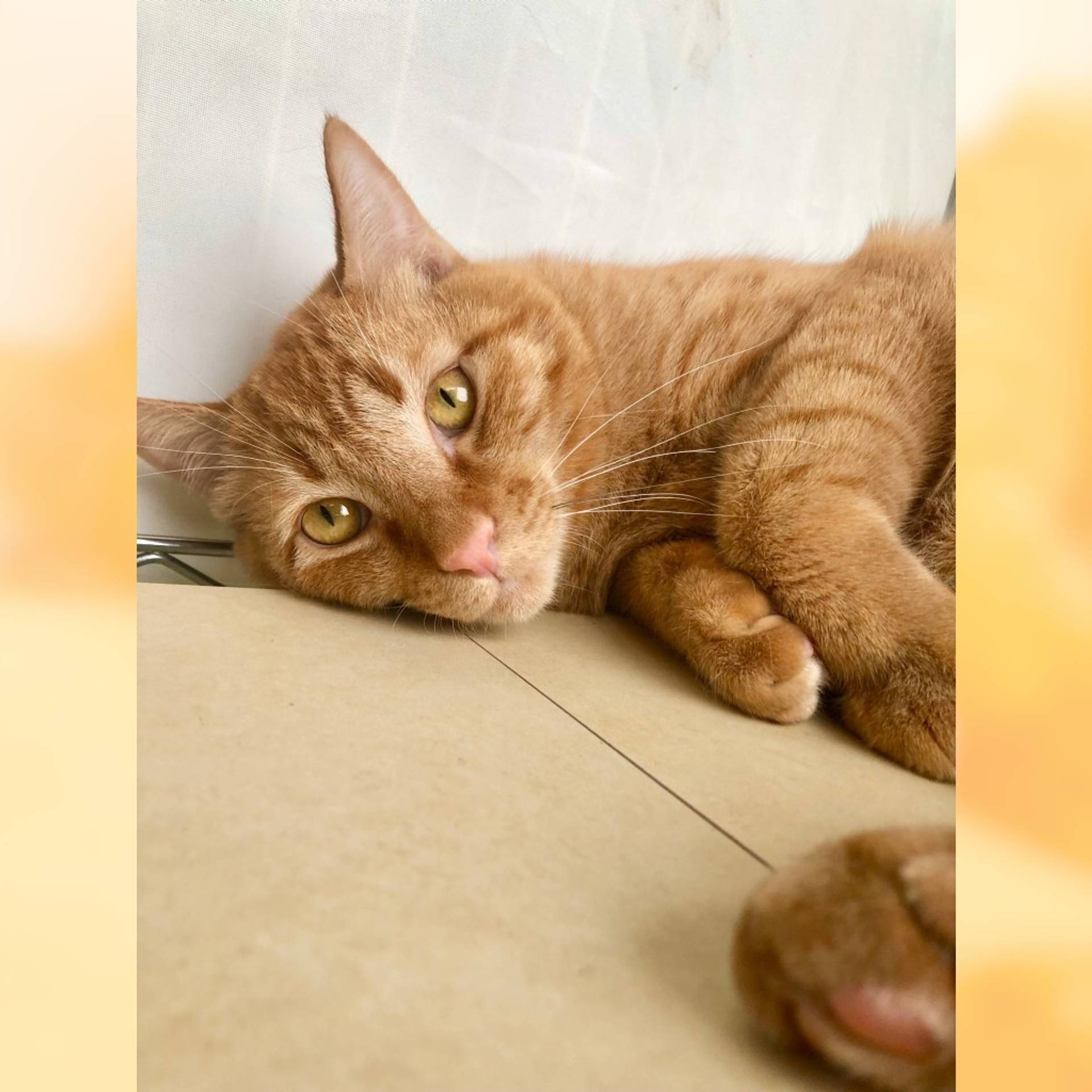 雑種（ミックス猫）・オスの里親募集の写真