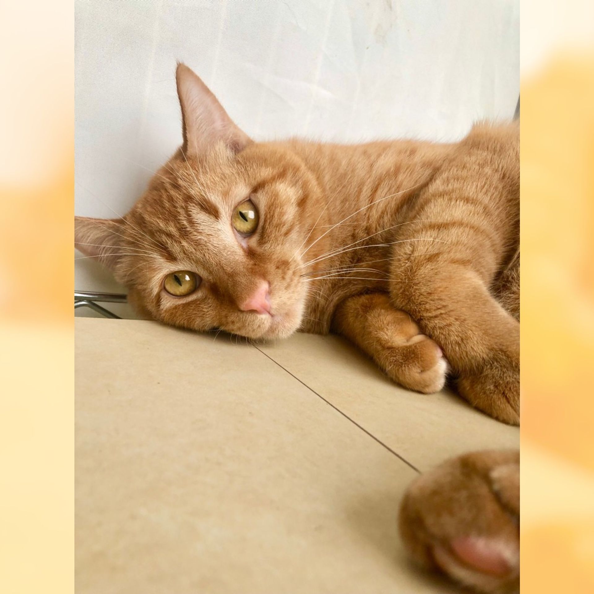 雑種（ミックス猫）・オスの里親募集の写真