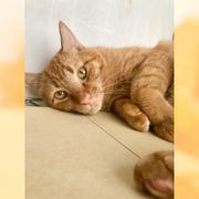 猫の里親募集情報|OMUSUBI by ペトコト|保護犬・保護猫 猫の里親募集情報|OMUSUBI by ペトコト|保護犬・保護猫
