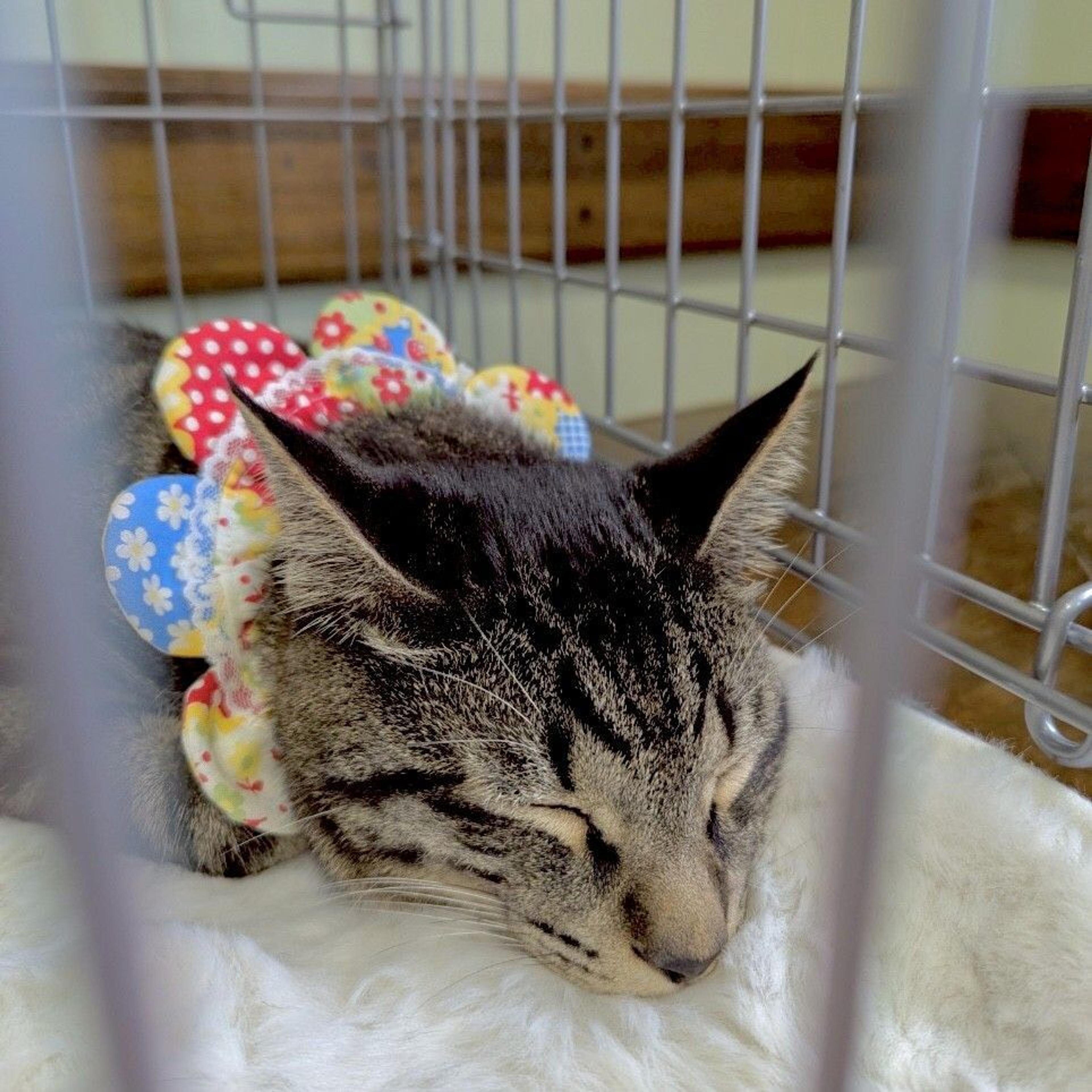 pet-image-4
