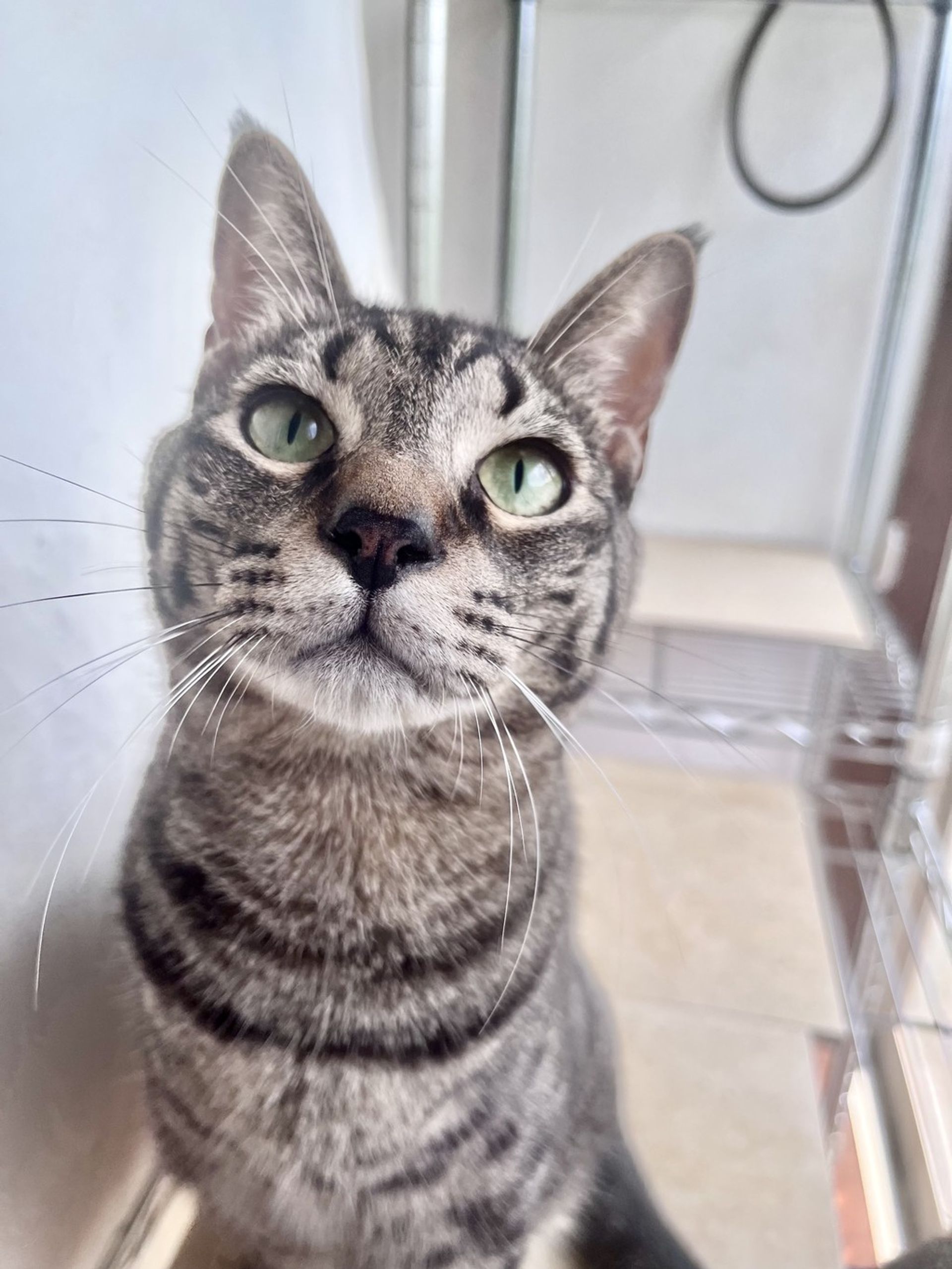 雑種（ミックス猫）・オスの里親募集の写真