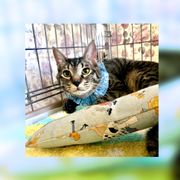 OMUSUBI by ペトコト|保護犬・保護猫マッチングサイト OMUSUBI by ペトコト|保護犬・保護猫マッチングサイト