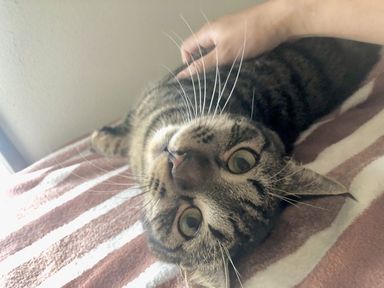 雑種（ミックス猫）・オスの里親募集の写真