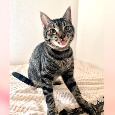 雑種（ミックス猫）・オスの里親募集の写真