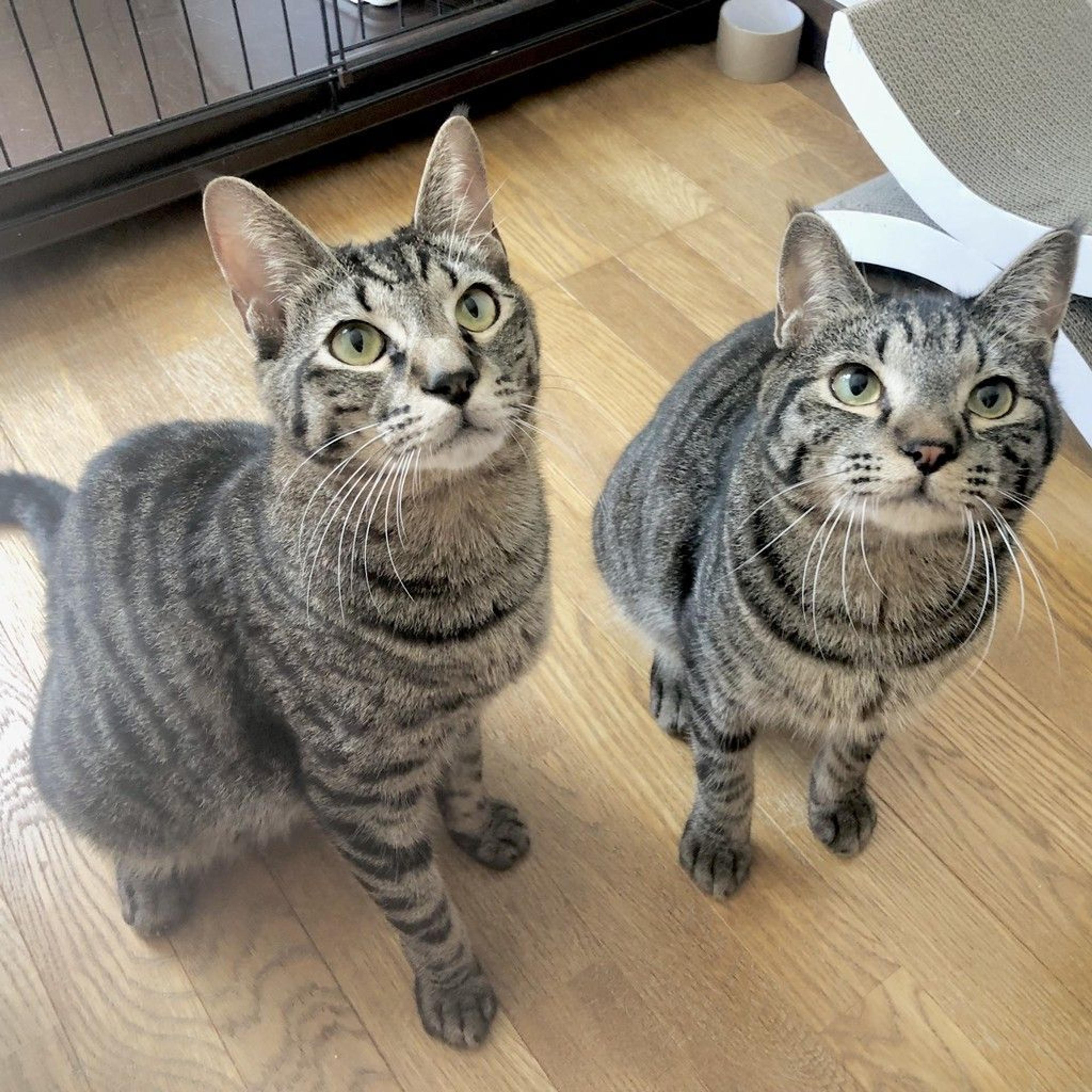 pet-image-5