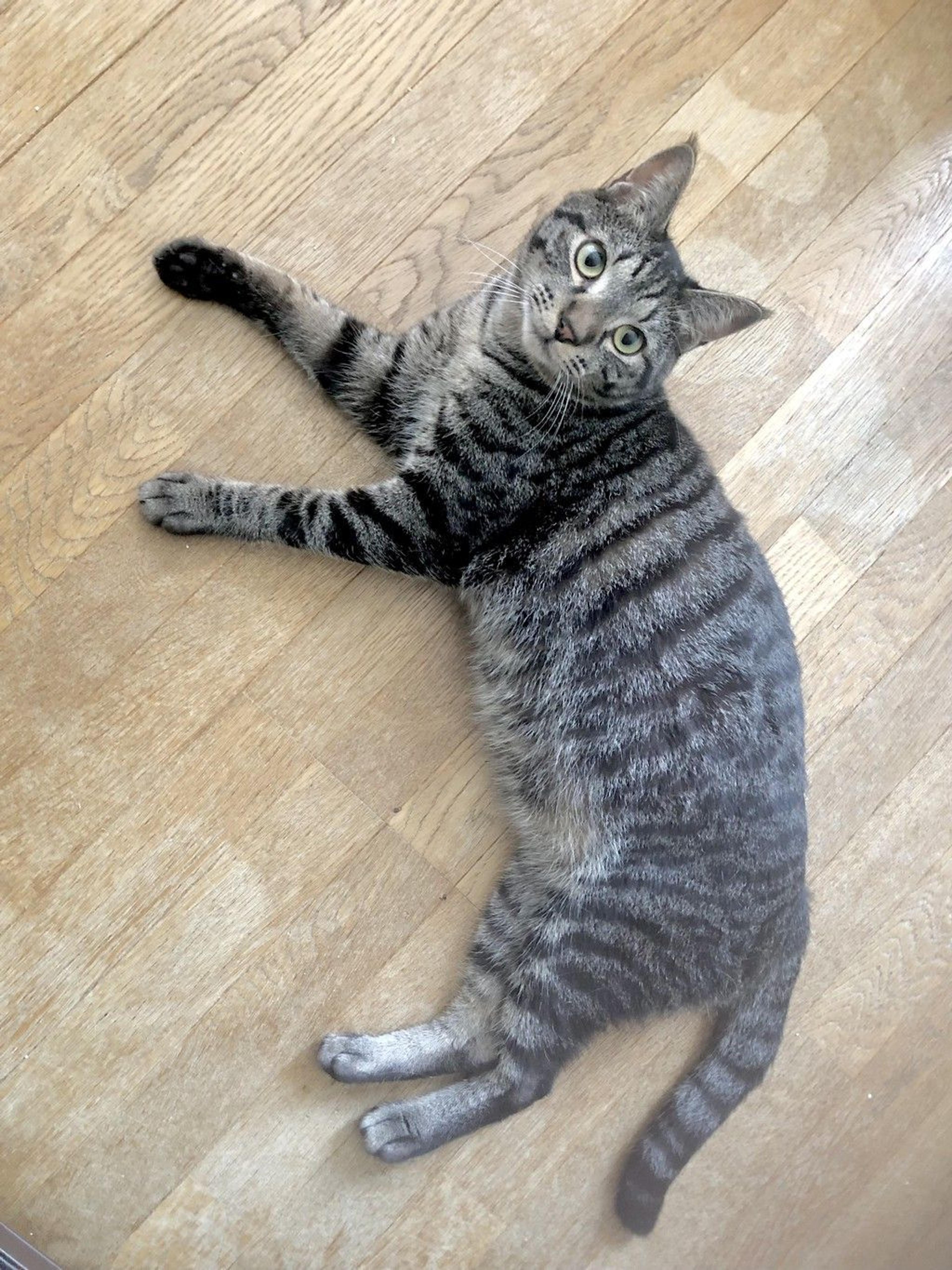 pet-image-7