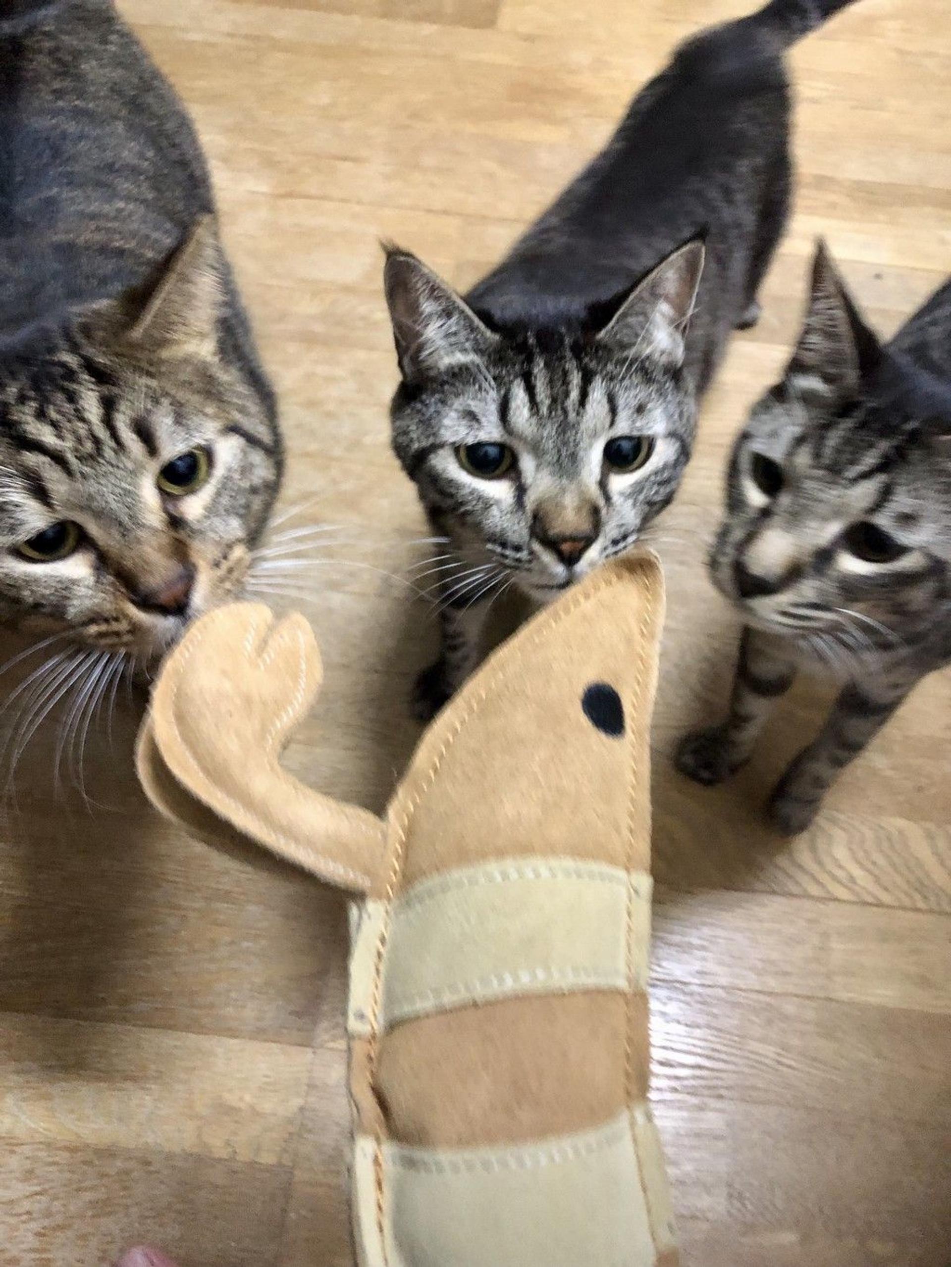 pet-image-6