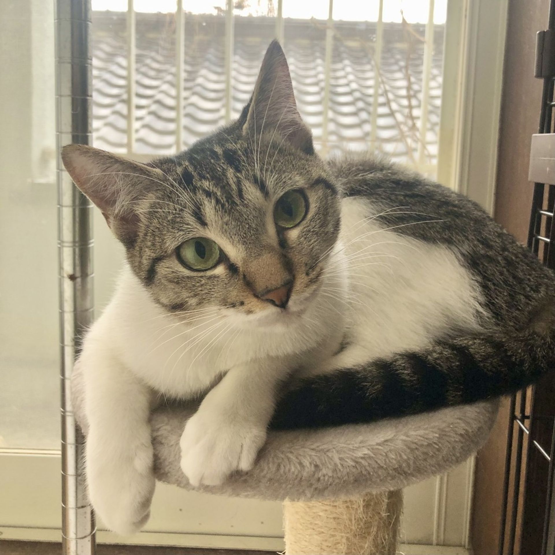 雑種（ミックス猫）・メスの里親募集の写真