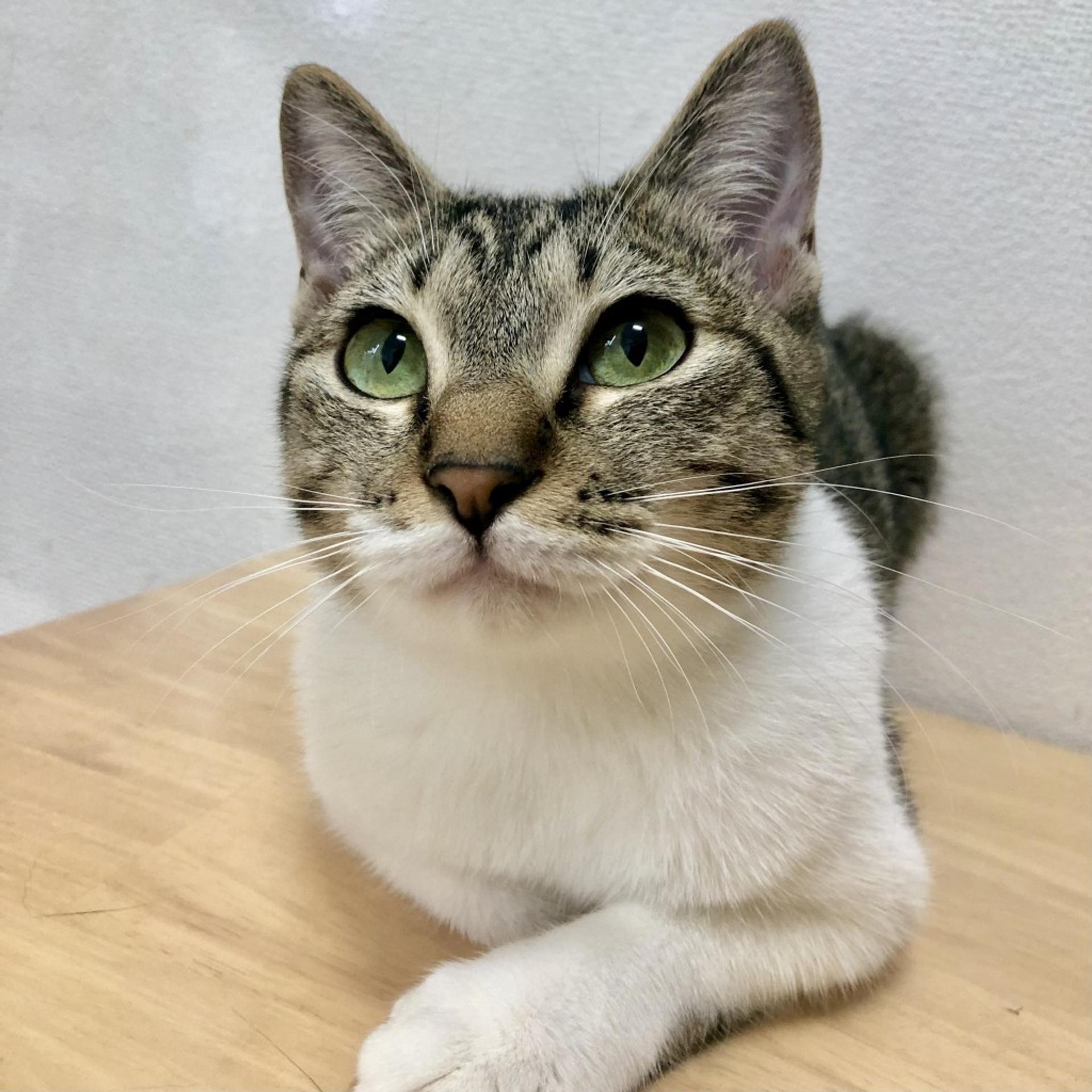 pet-image-10