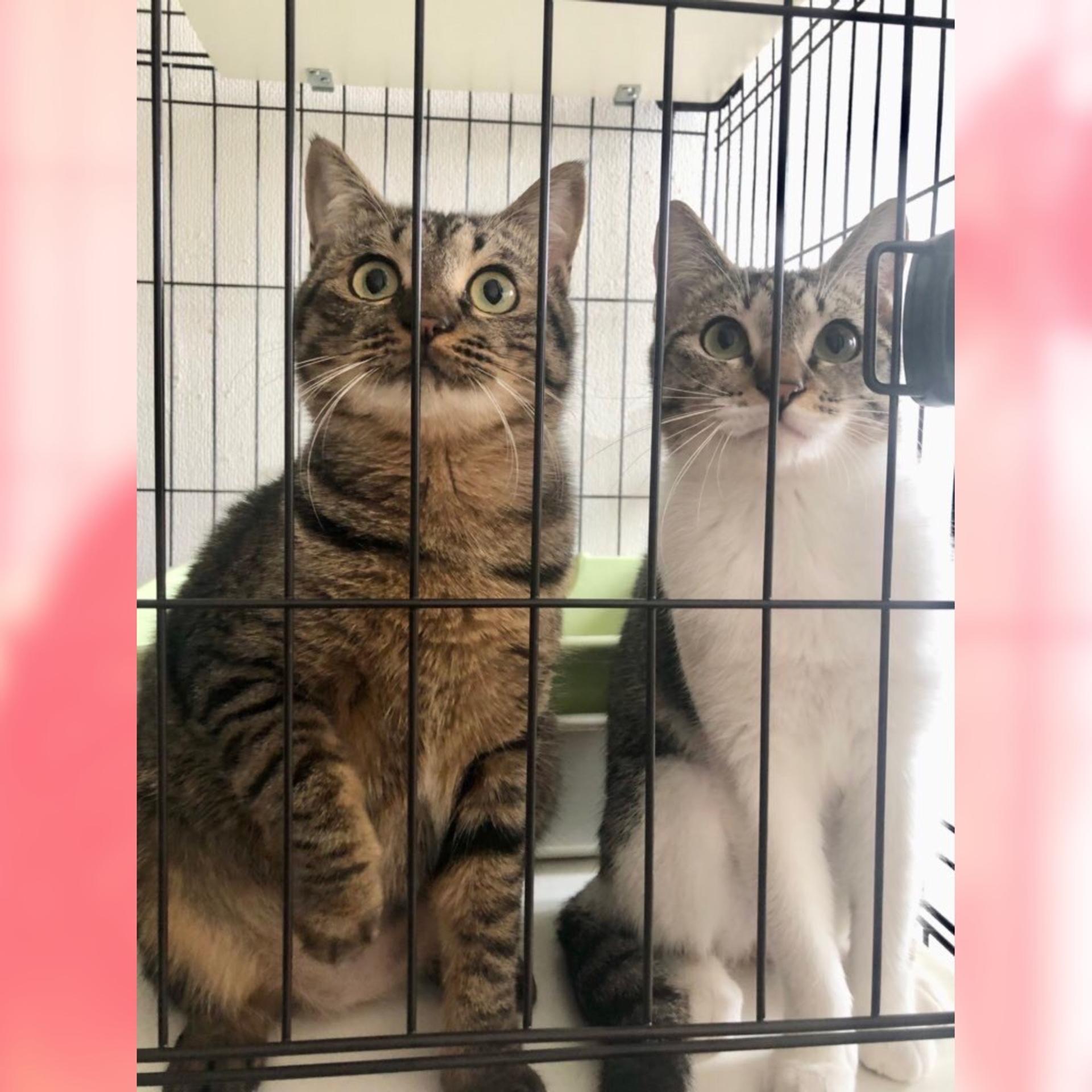 pet-image-6
