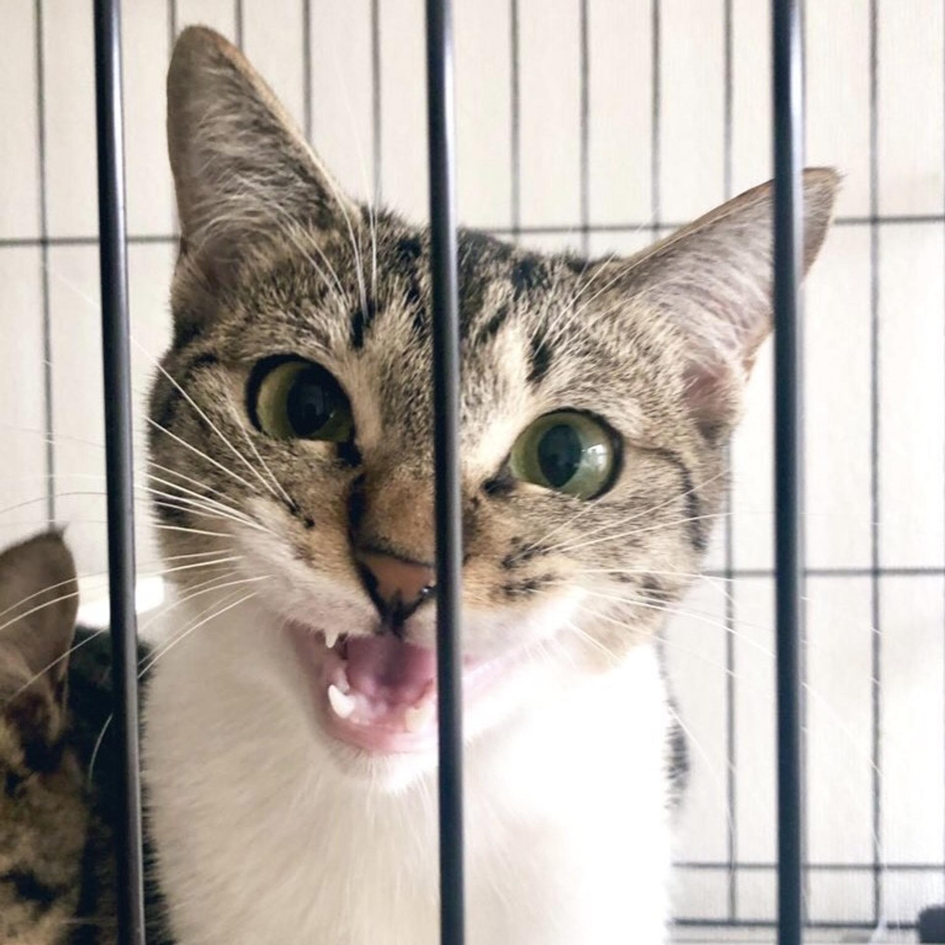 pet-image-4