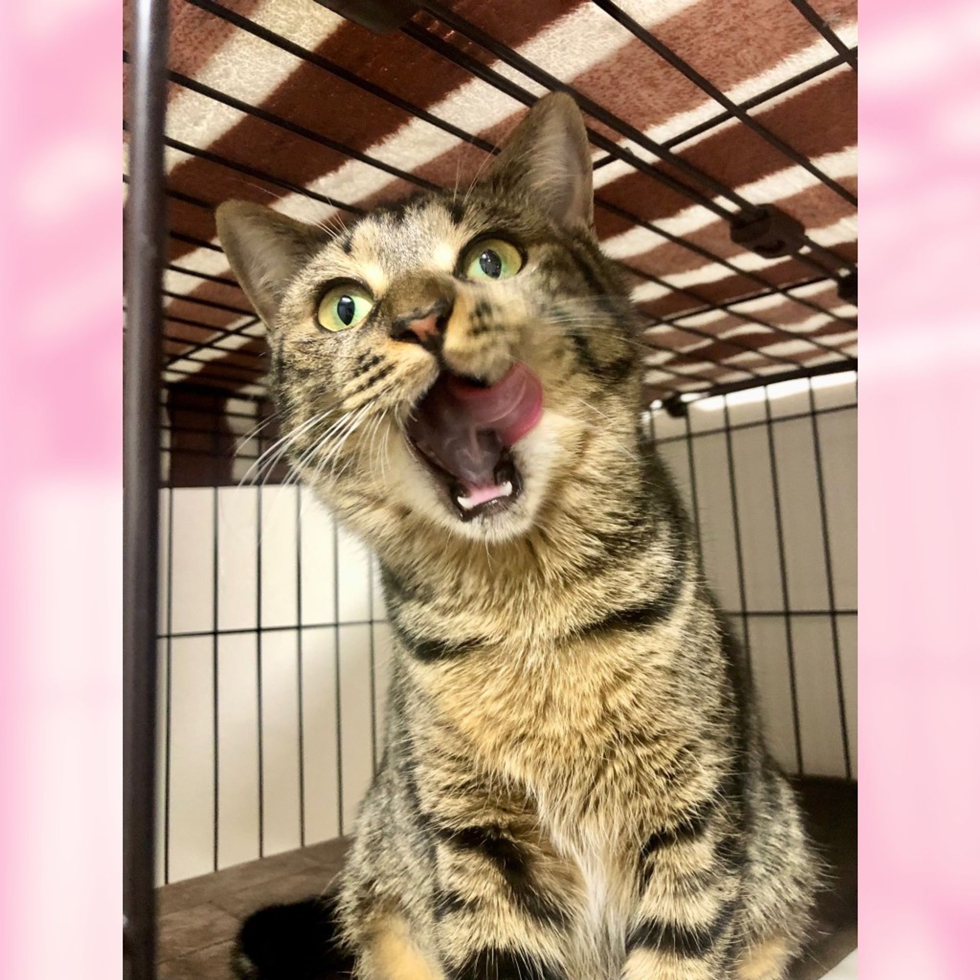 雑種（ミックス猫）・メスの里親募集の写真