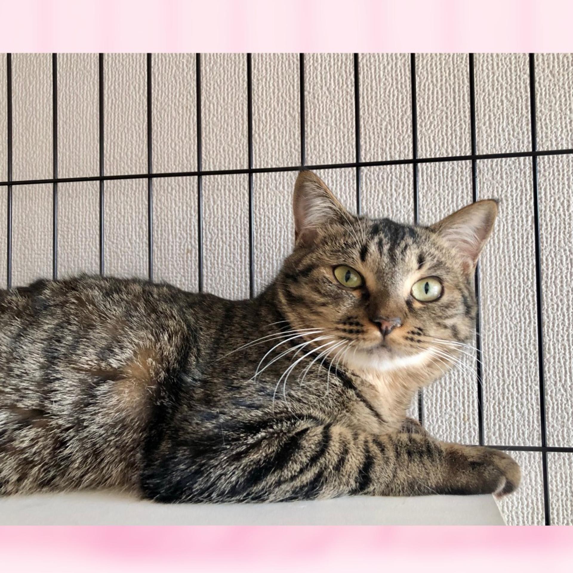 pet-image-7