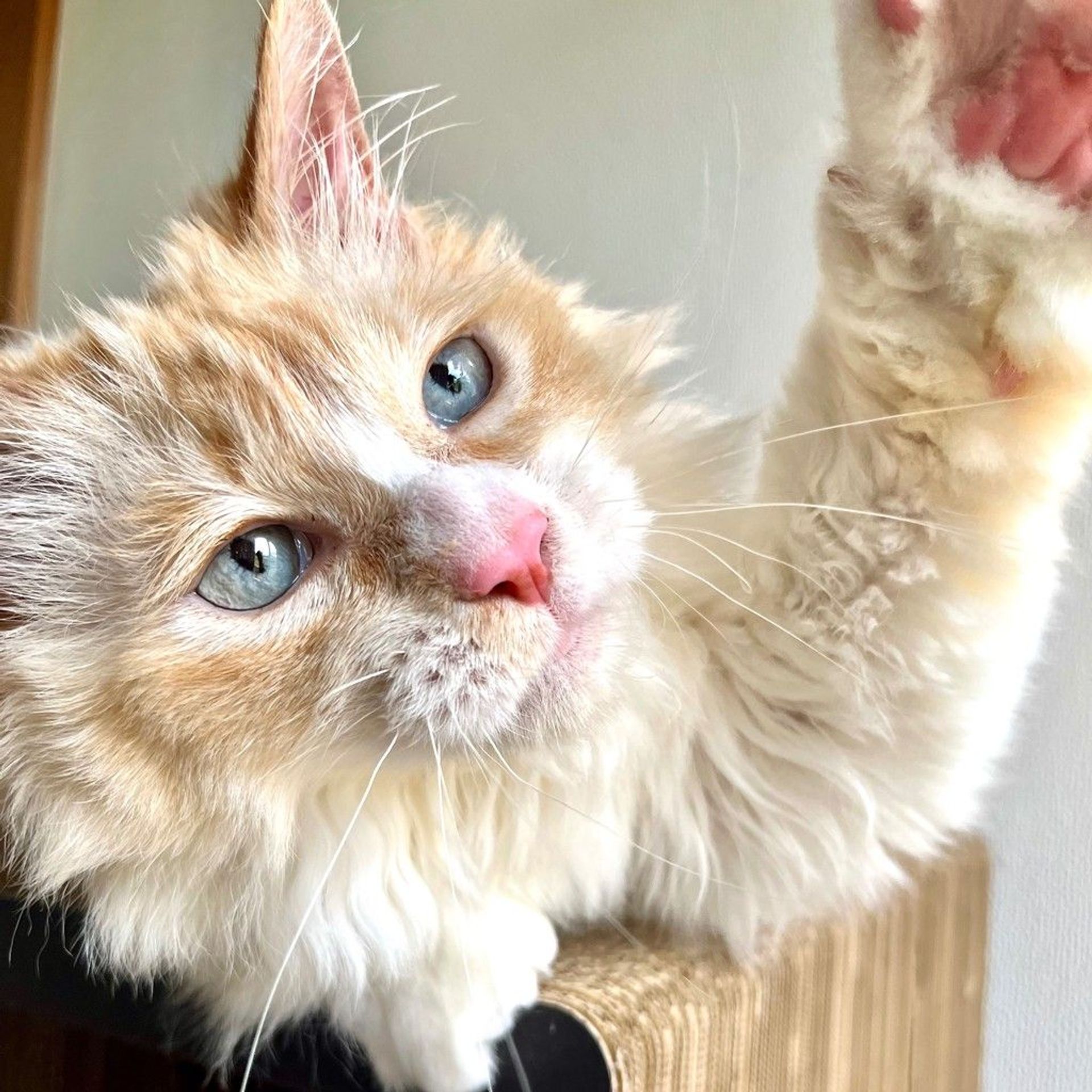 マンチカン・メスの里親募集の写真