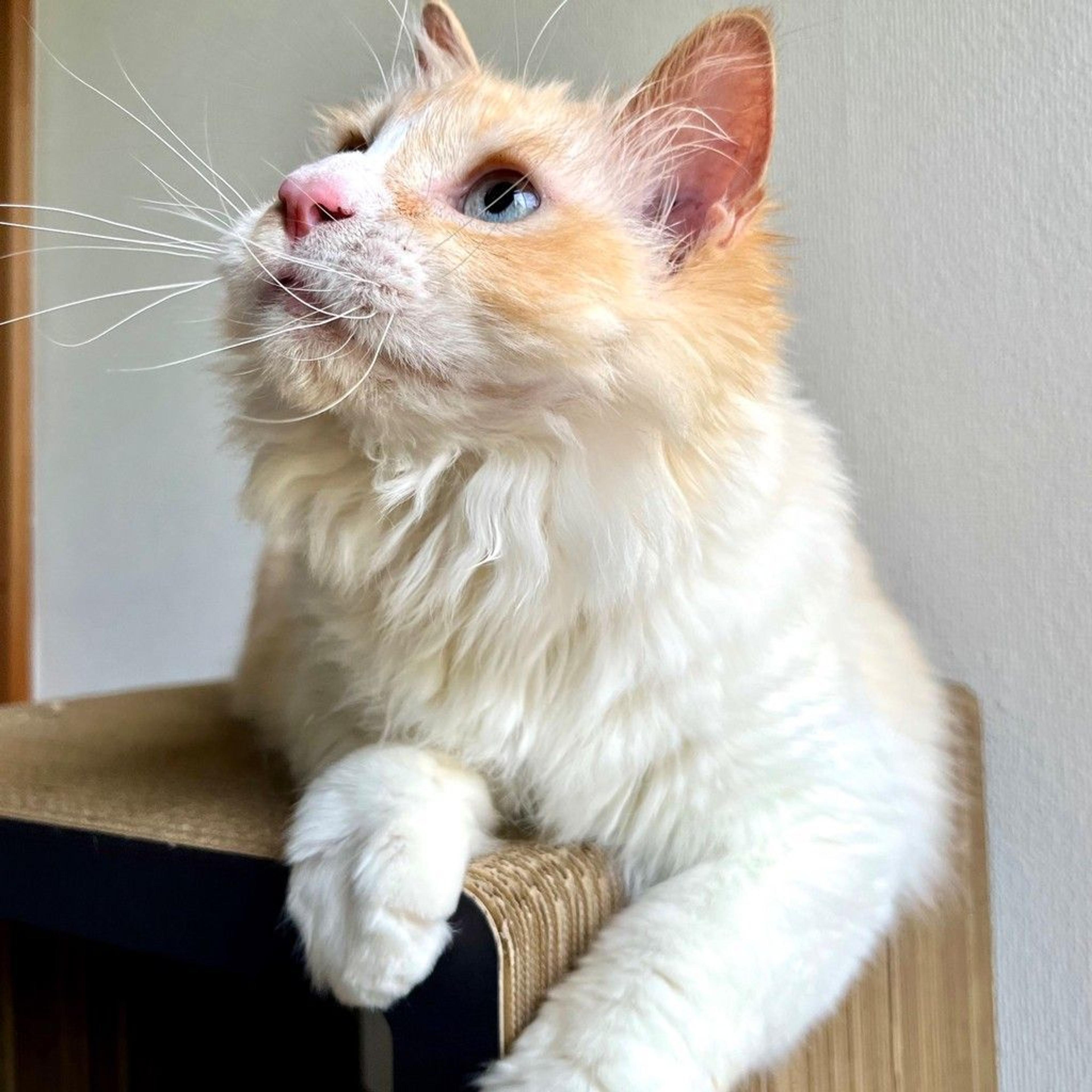 pet-image-3