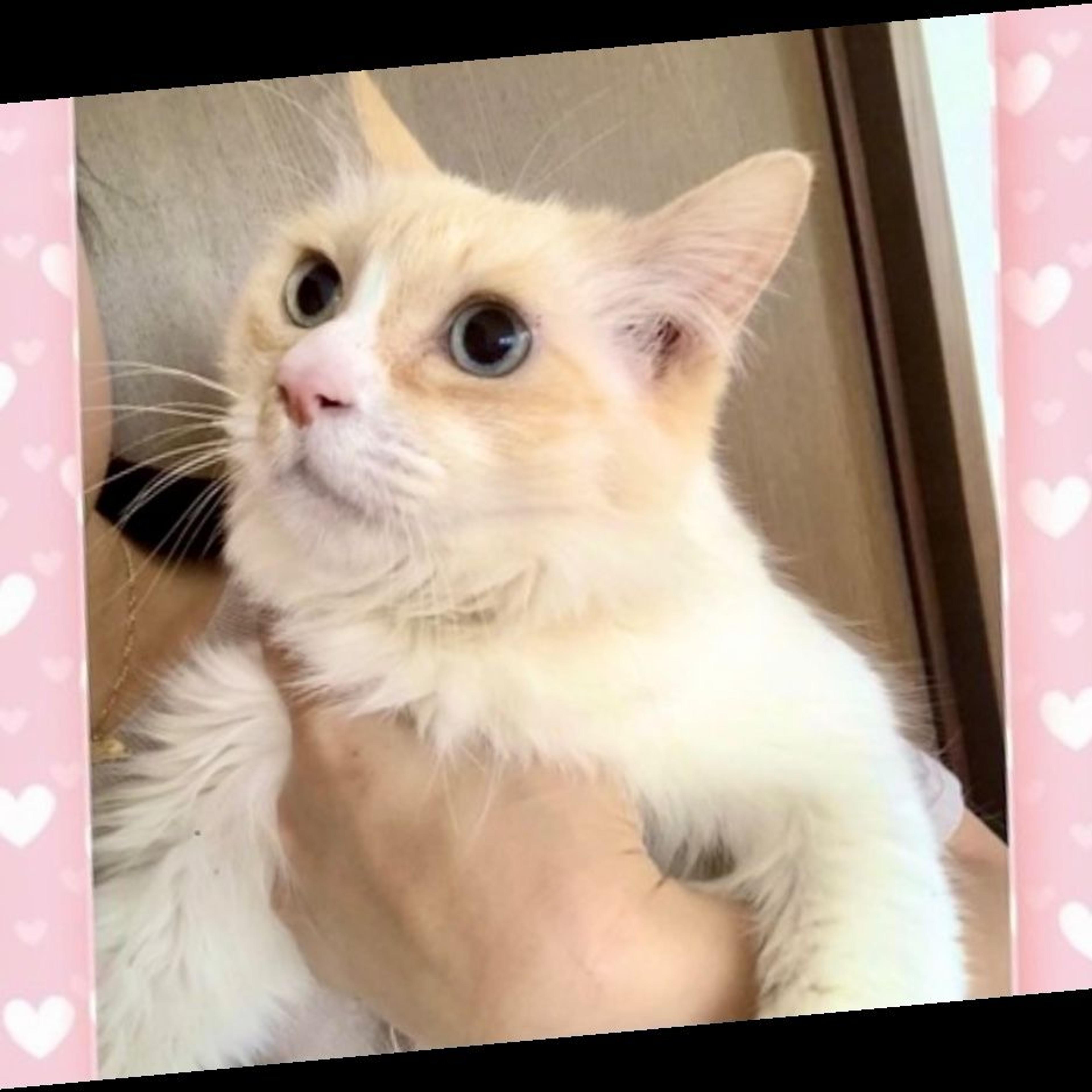 pet-image-8