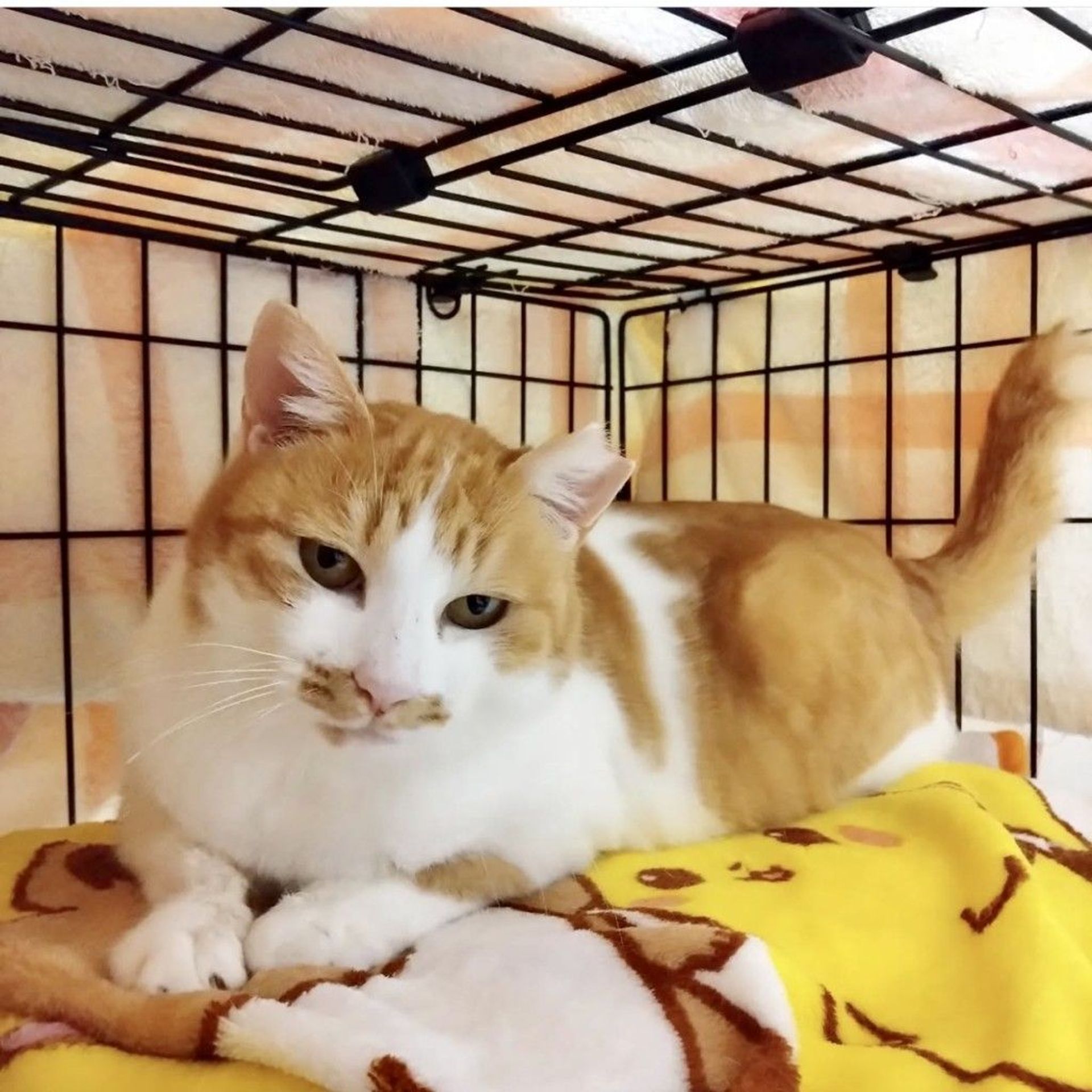 雑種（ミックス猫）・メスの里親募集の写真