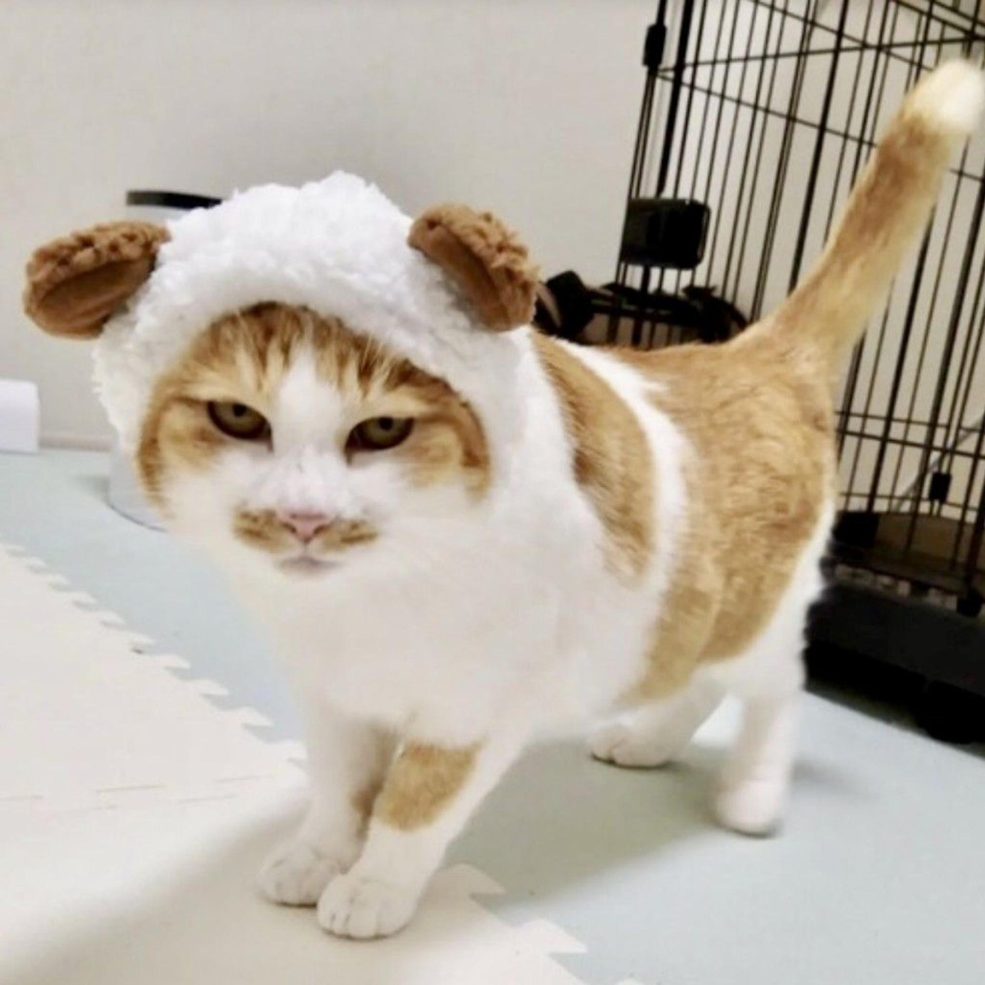 pet-image-6