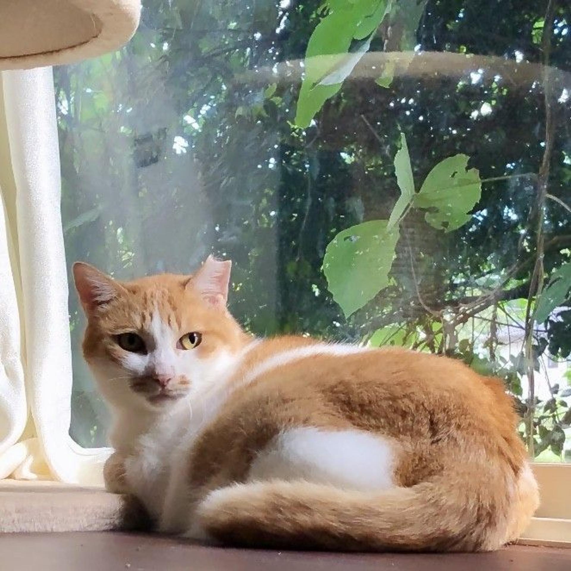pet-image-3
