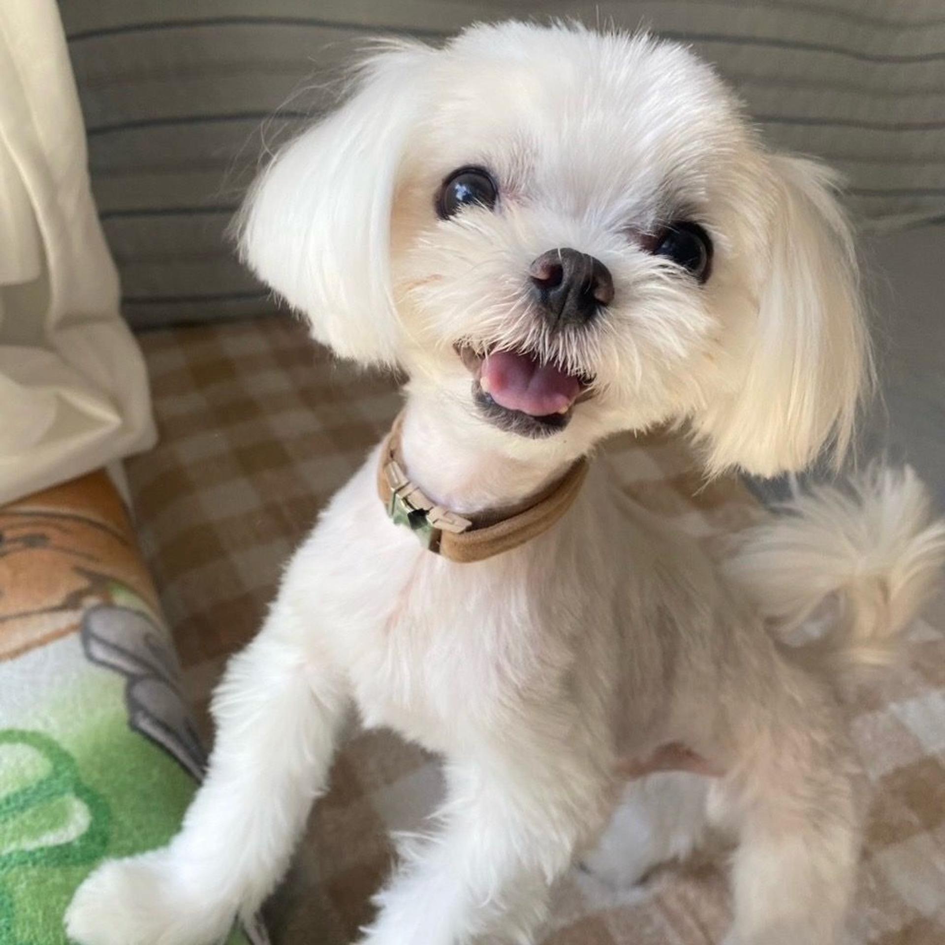 pet-image-3