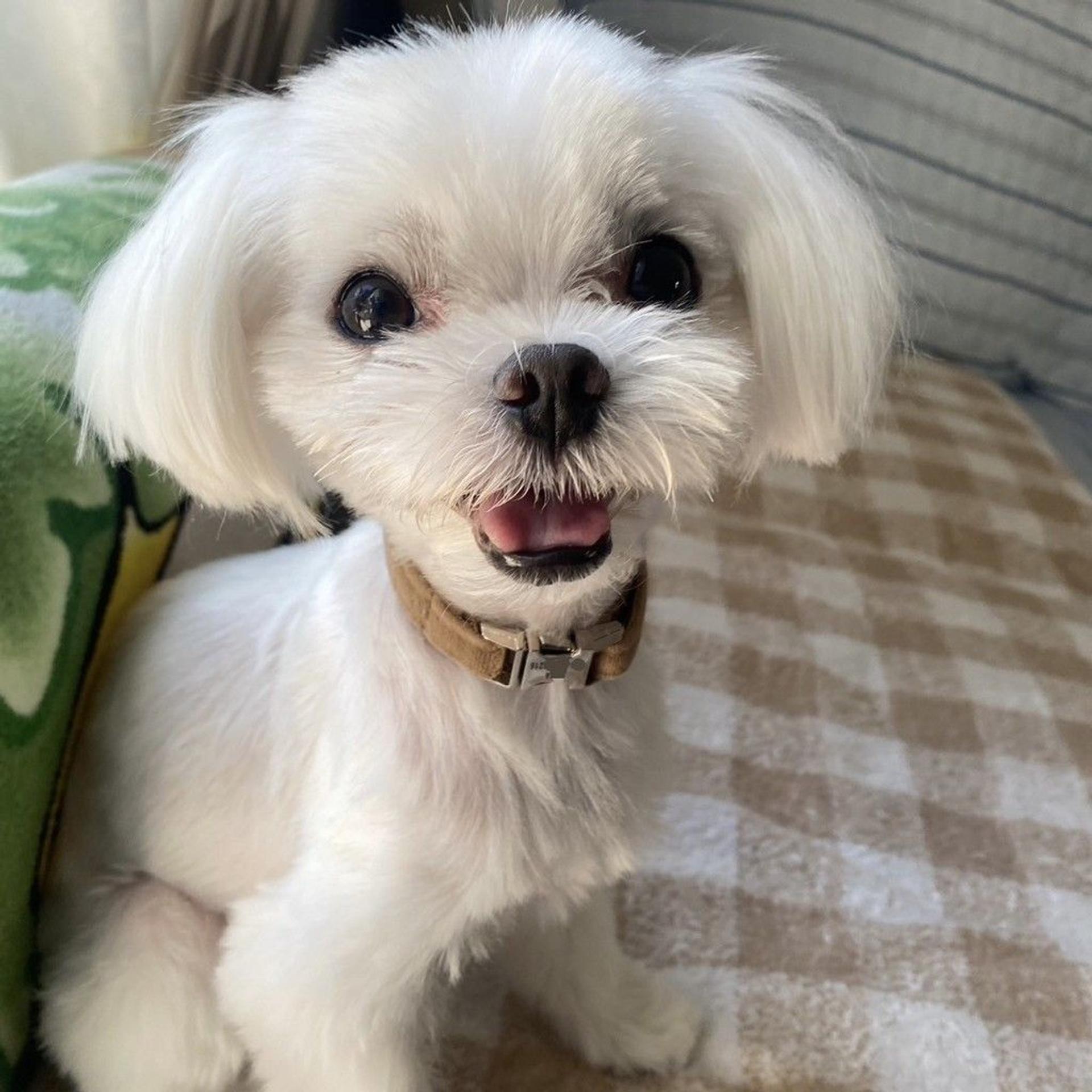 pet-image-7