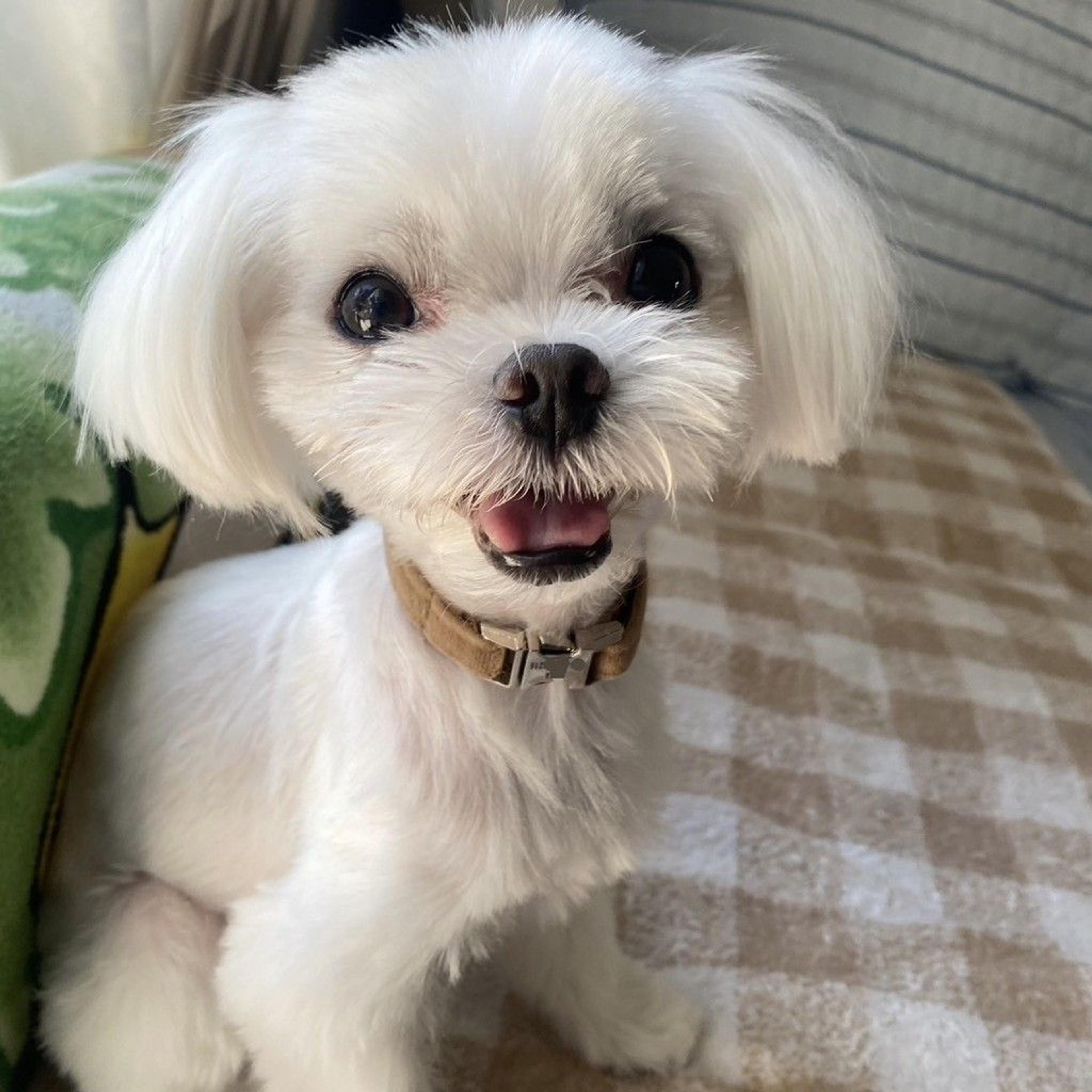 pet-image-7