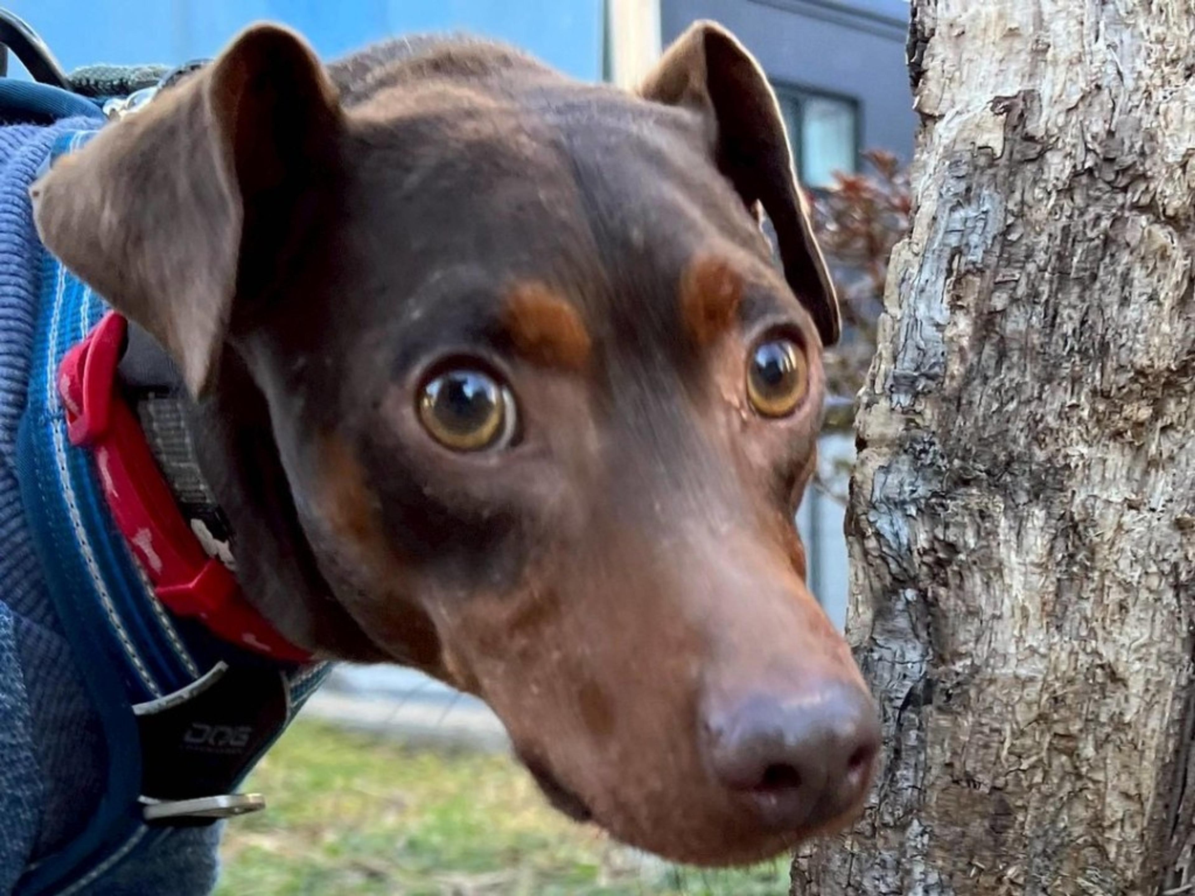 pet-image-3