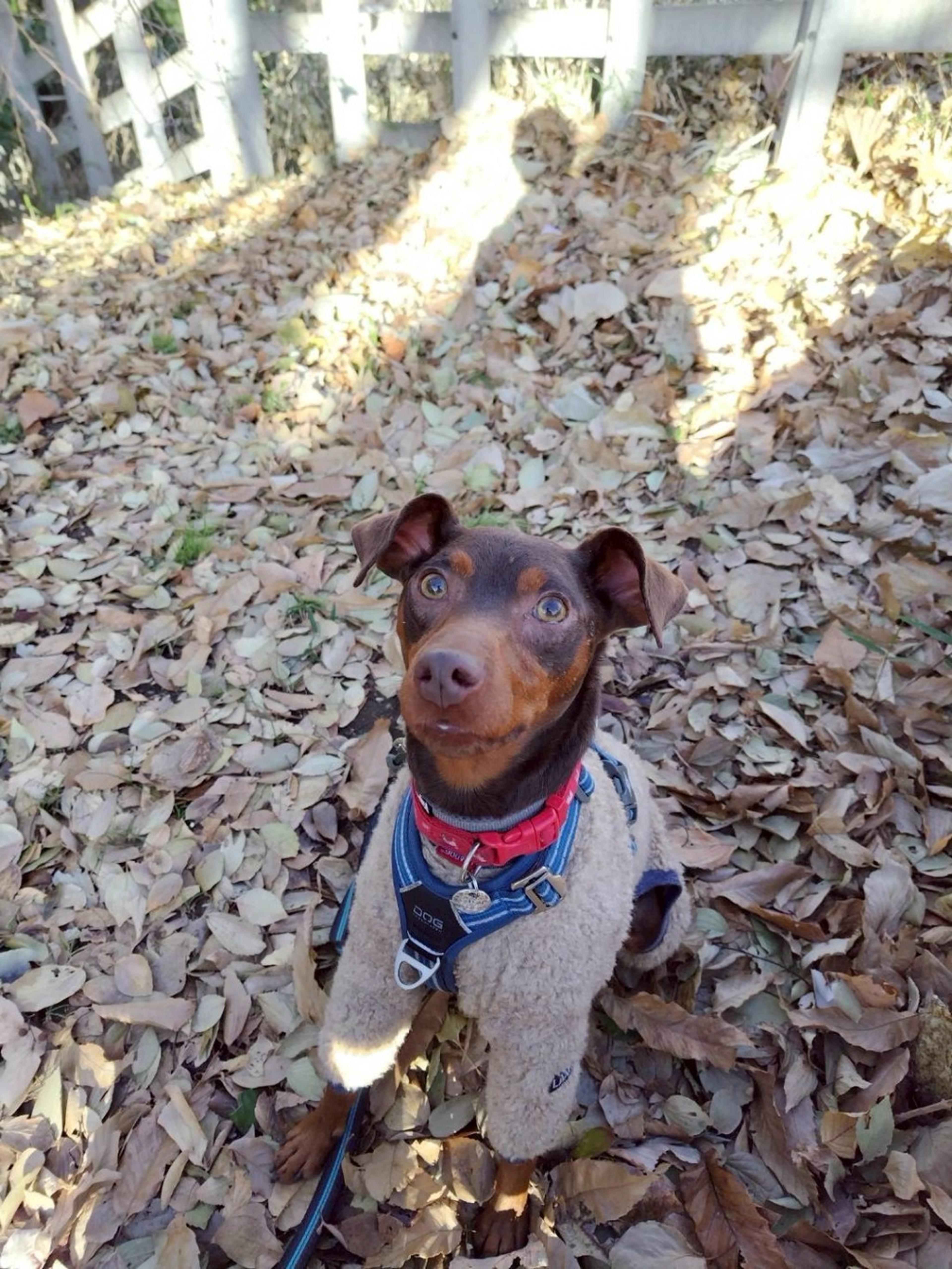 pet-image-5