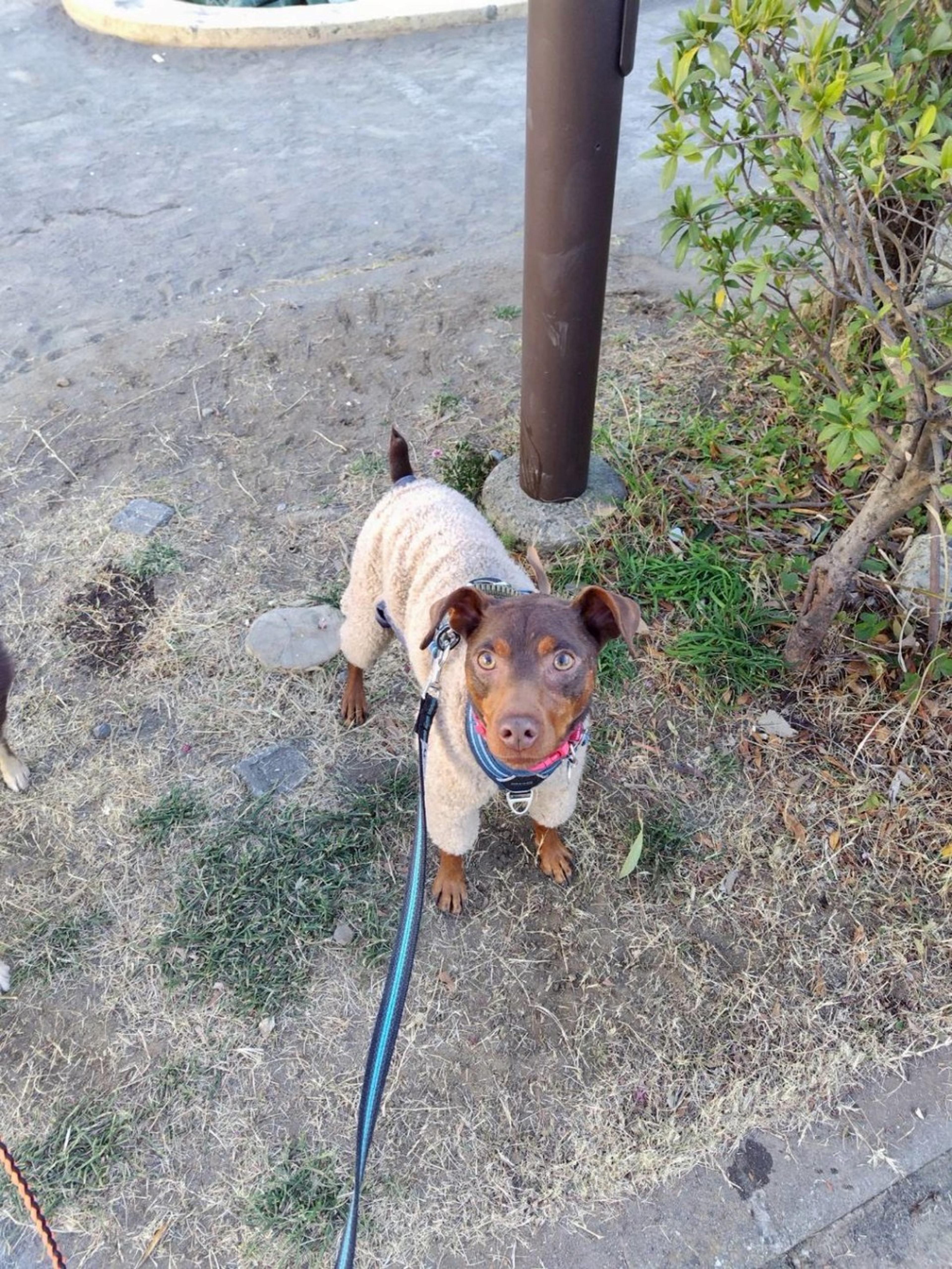 pet-image-2