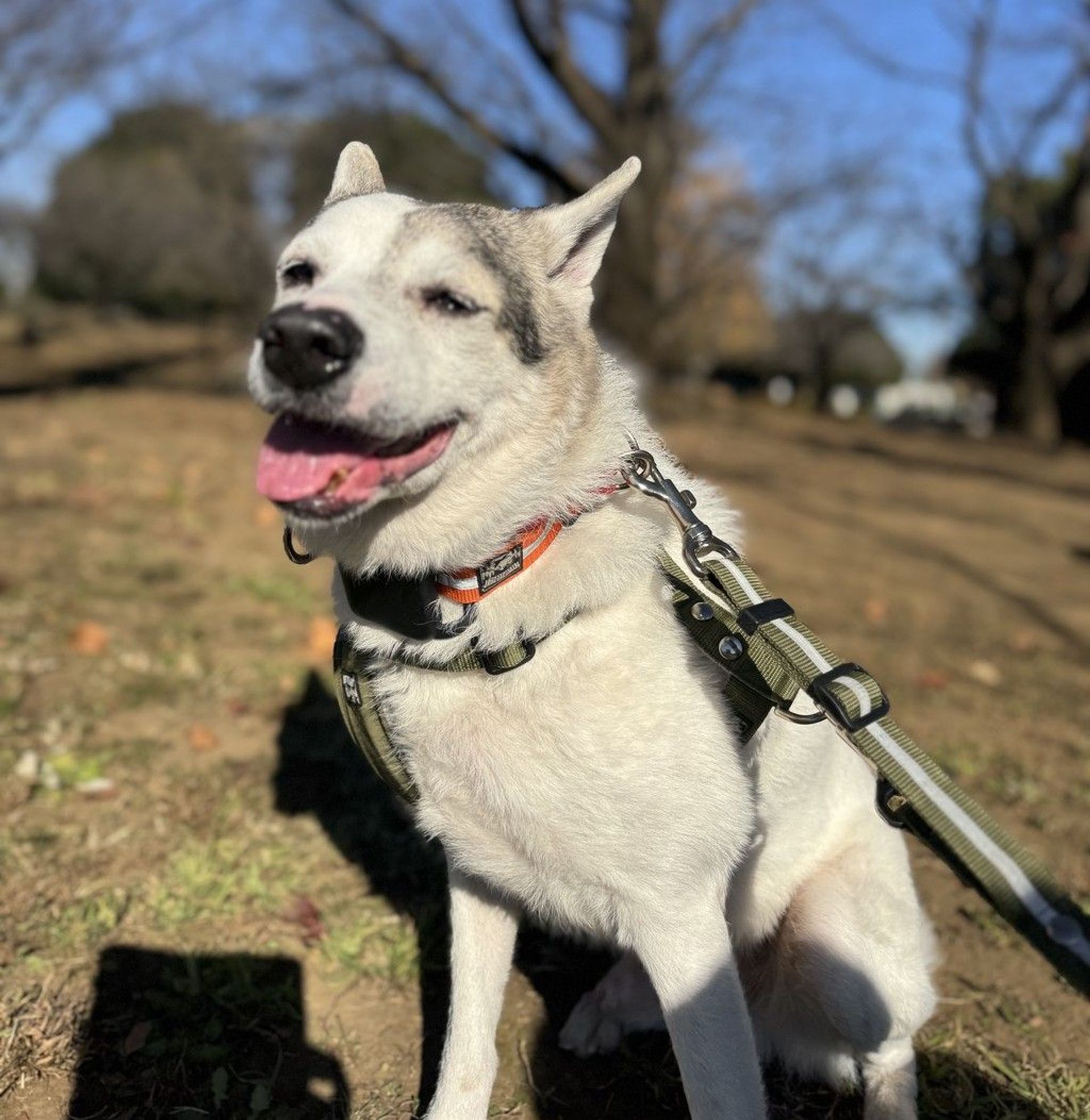 雑種（ミックス犬）・オスの里親募集の写真