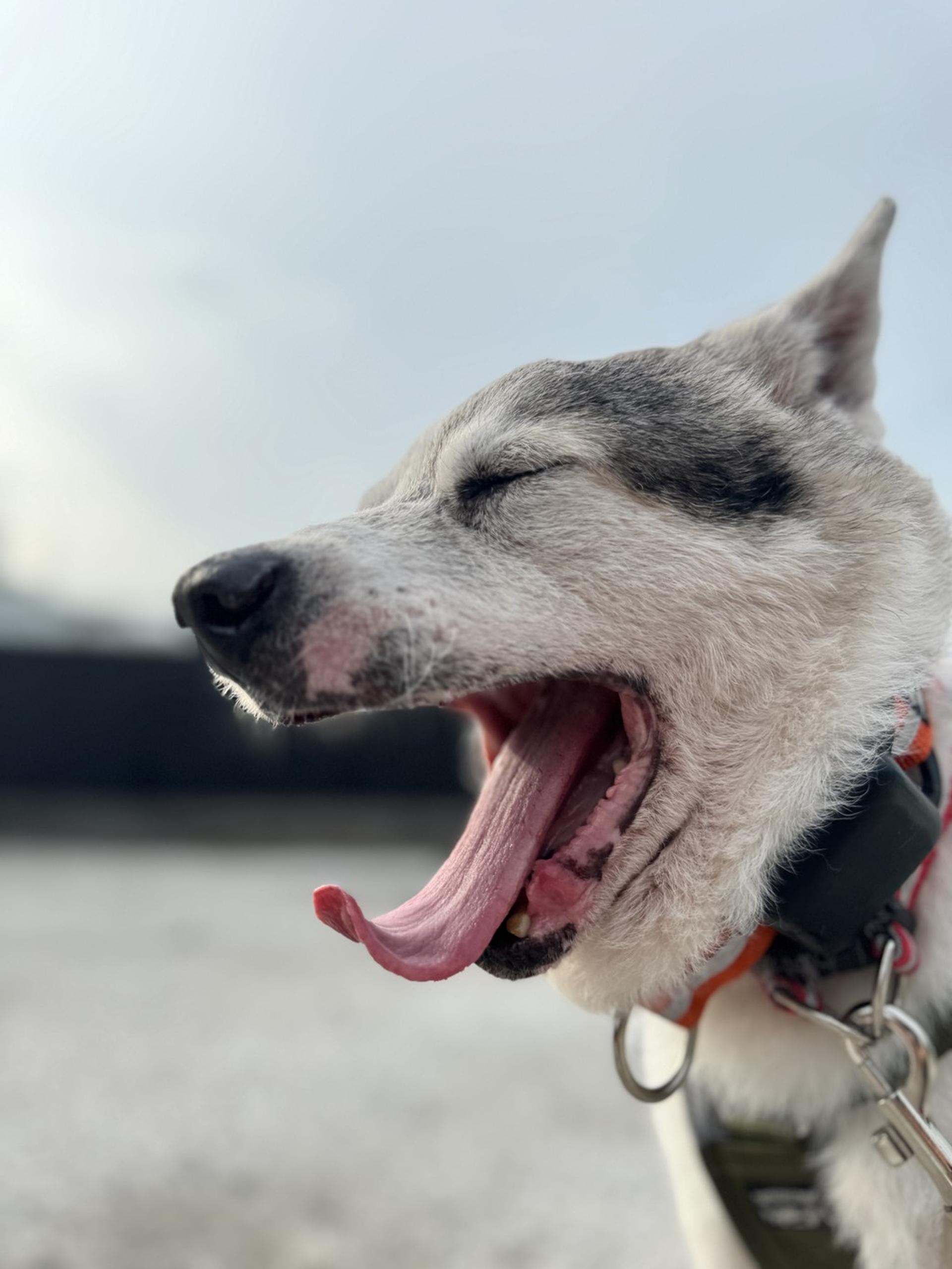 pet-image-5