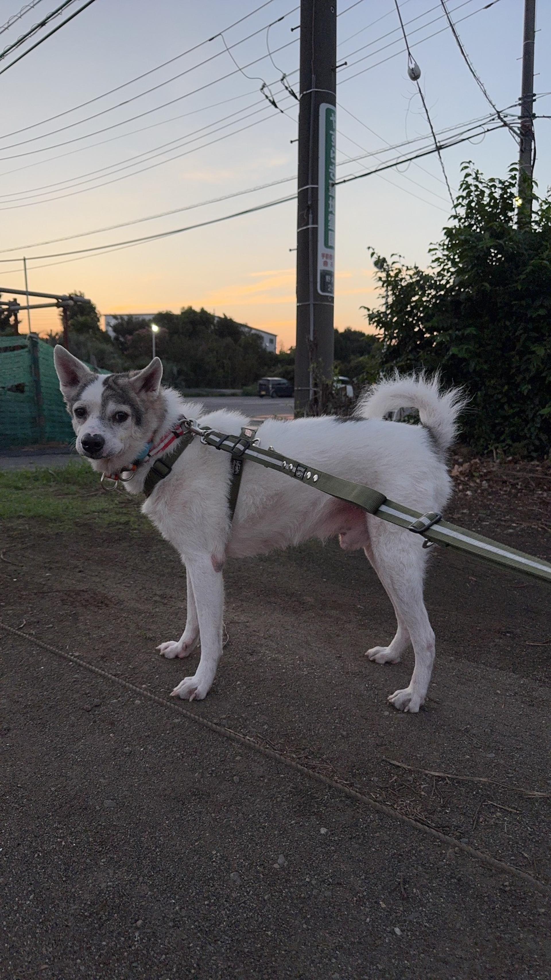 pet-image-6