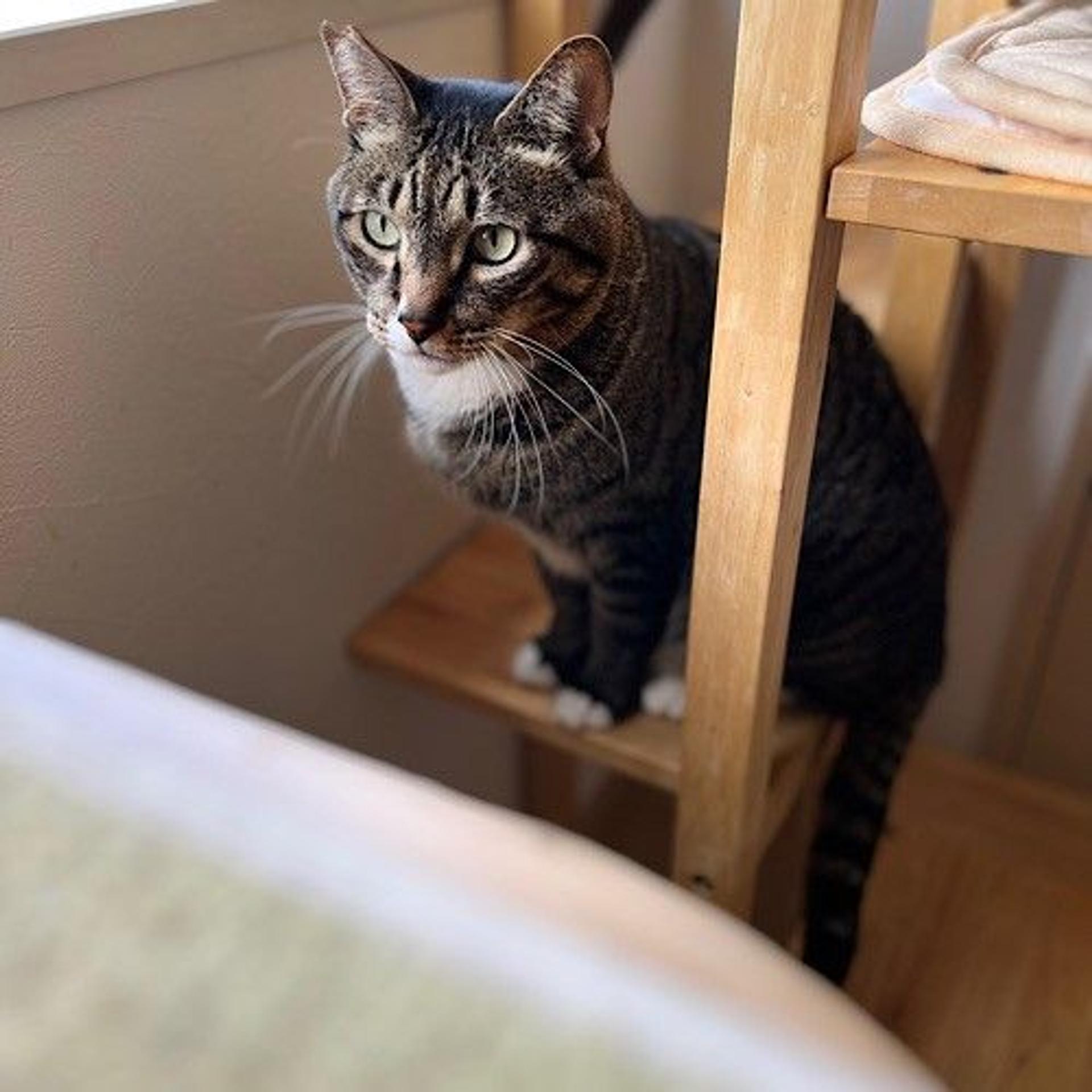 pet-image-4