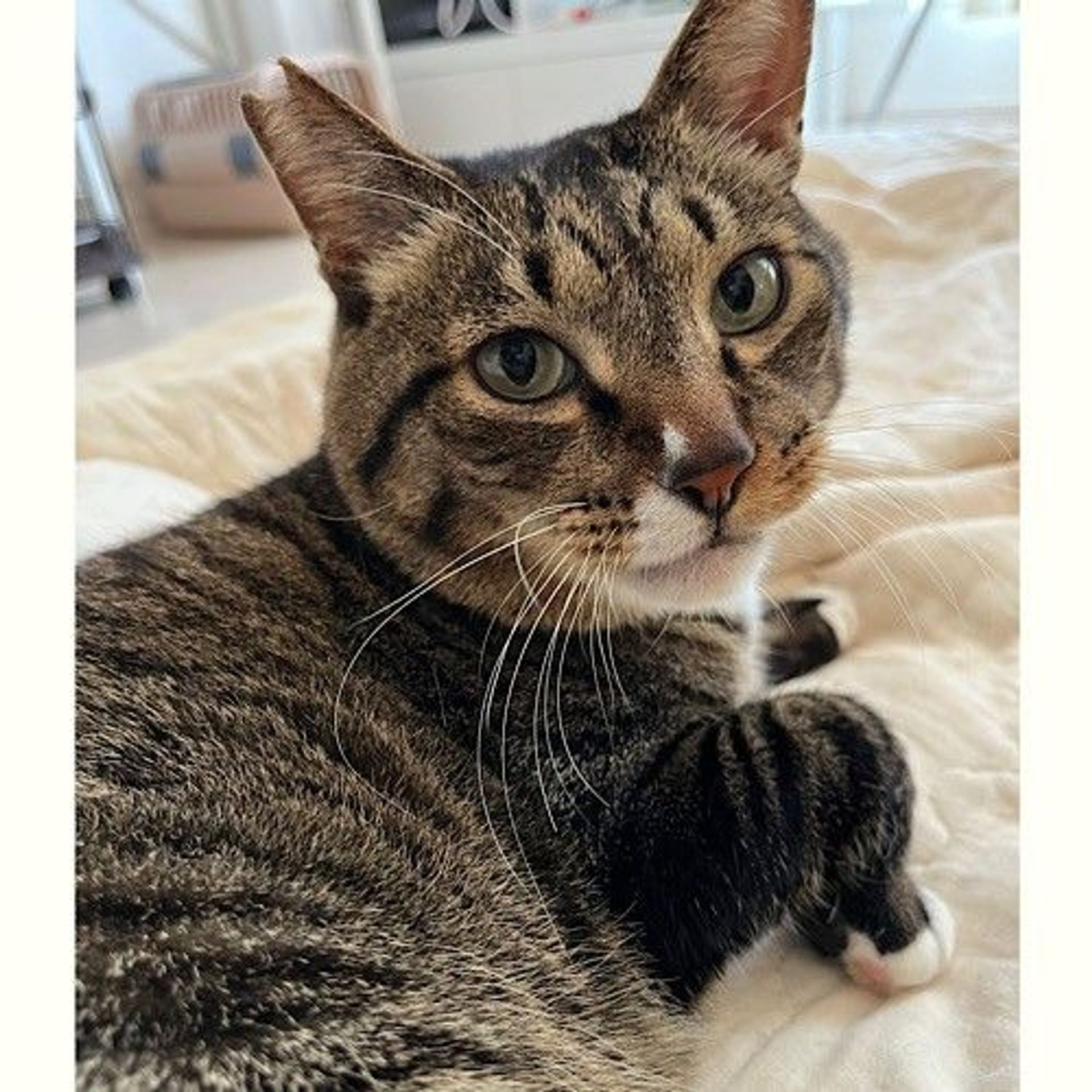 雑種（ミックス猫）・オスの里親募集の写真