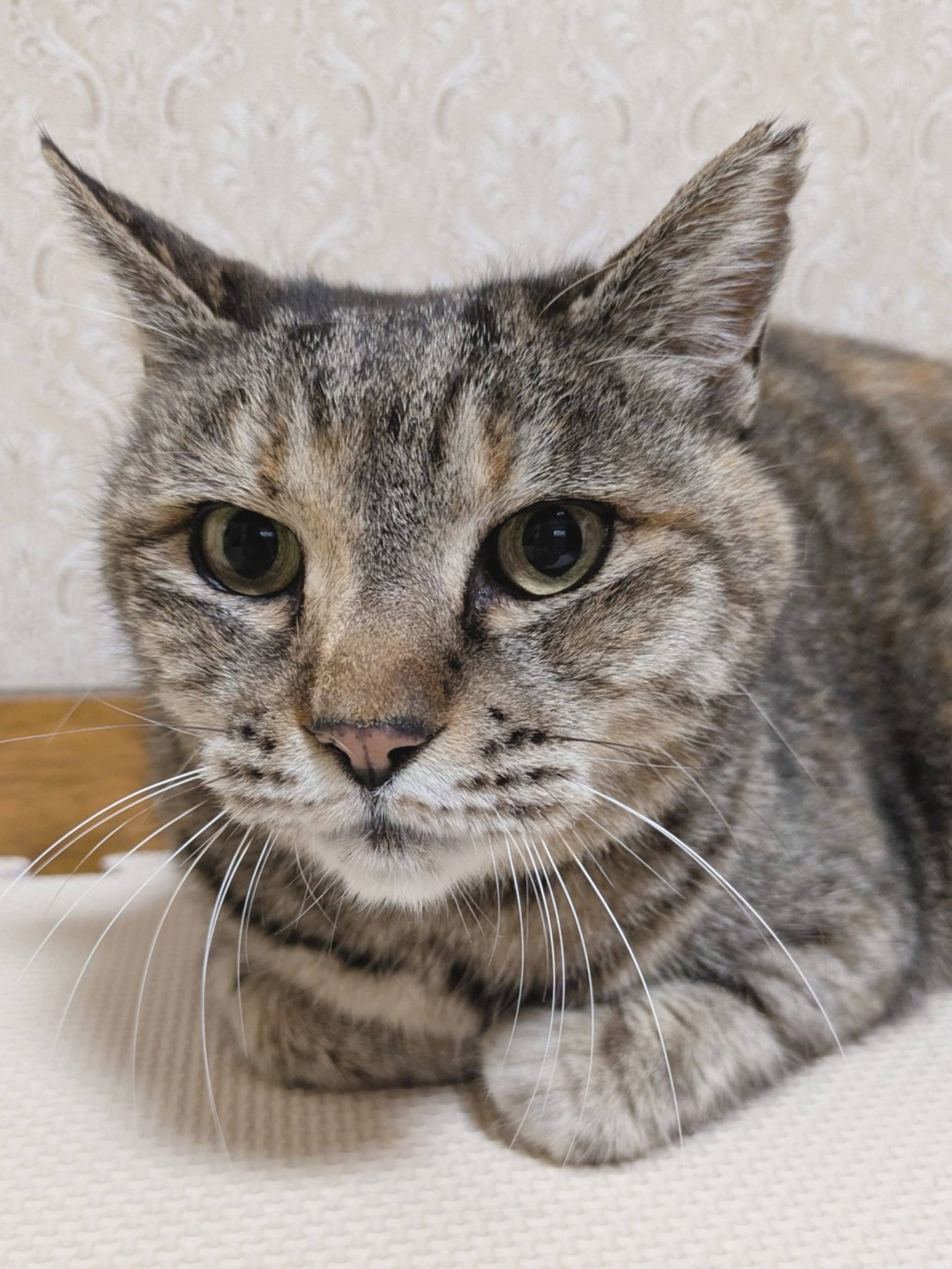 雑種（ミックス猫）・メスの里親募集の写真