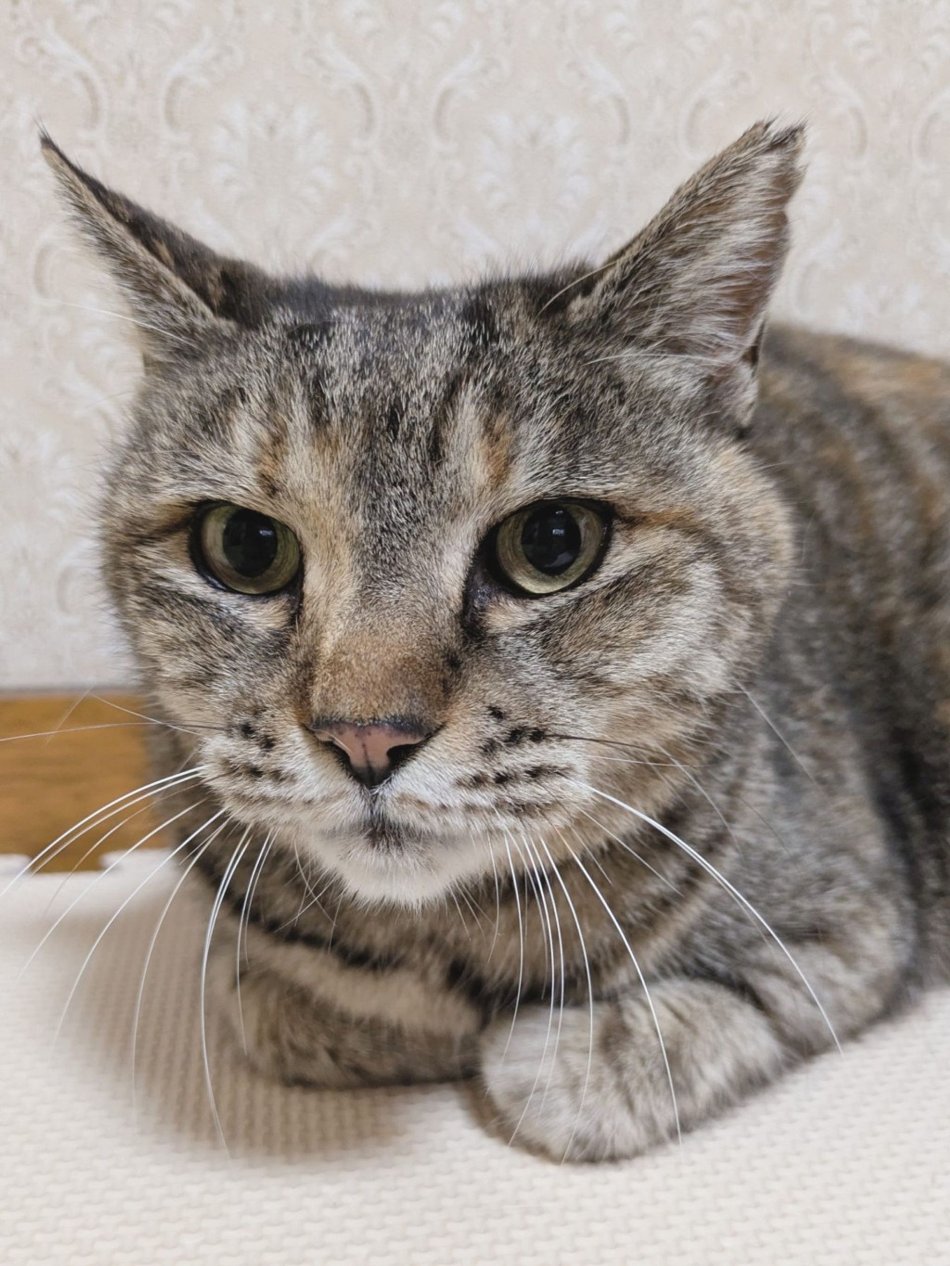 雑種（ミックス猫）・メスの里親募集の写真
