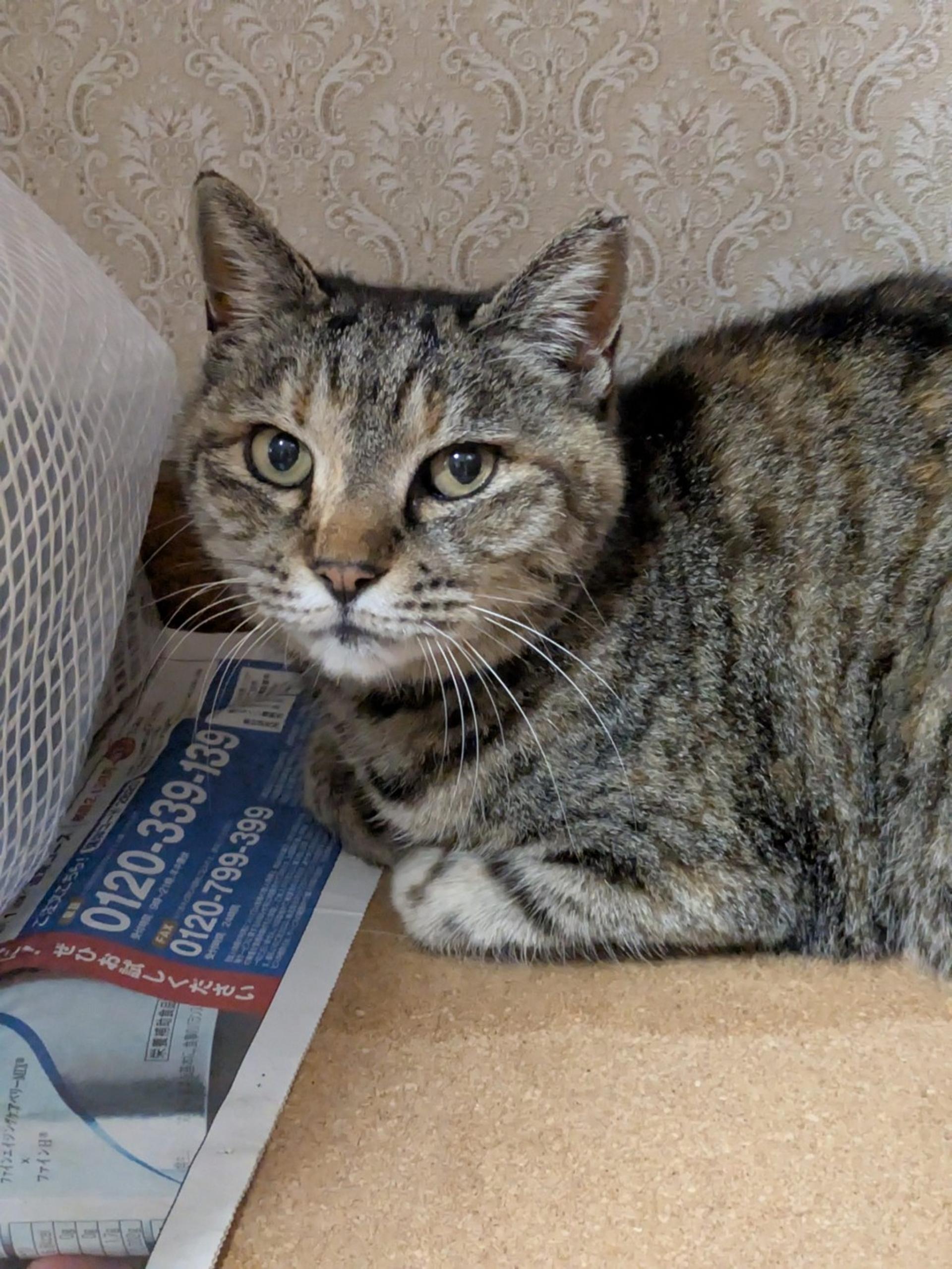 pet-image-2