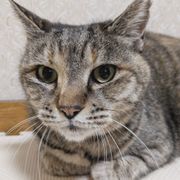 ミャオ！ねこのおうち | OMUSUBI by ペトコト｜保護犬・保護猫