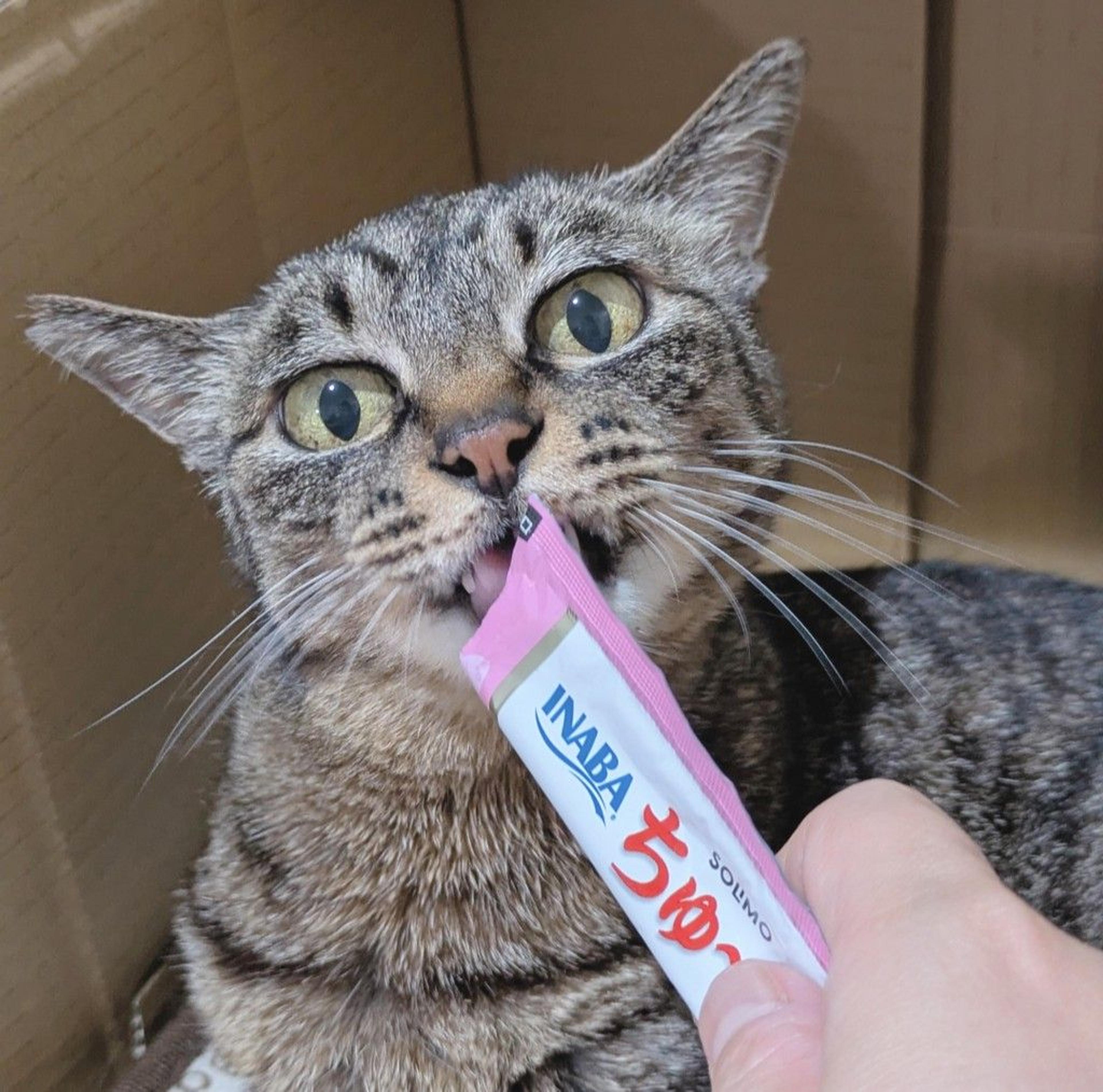 pet-image-4