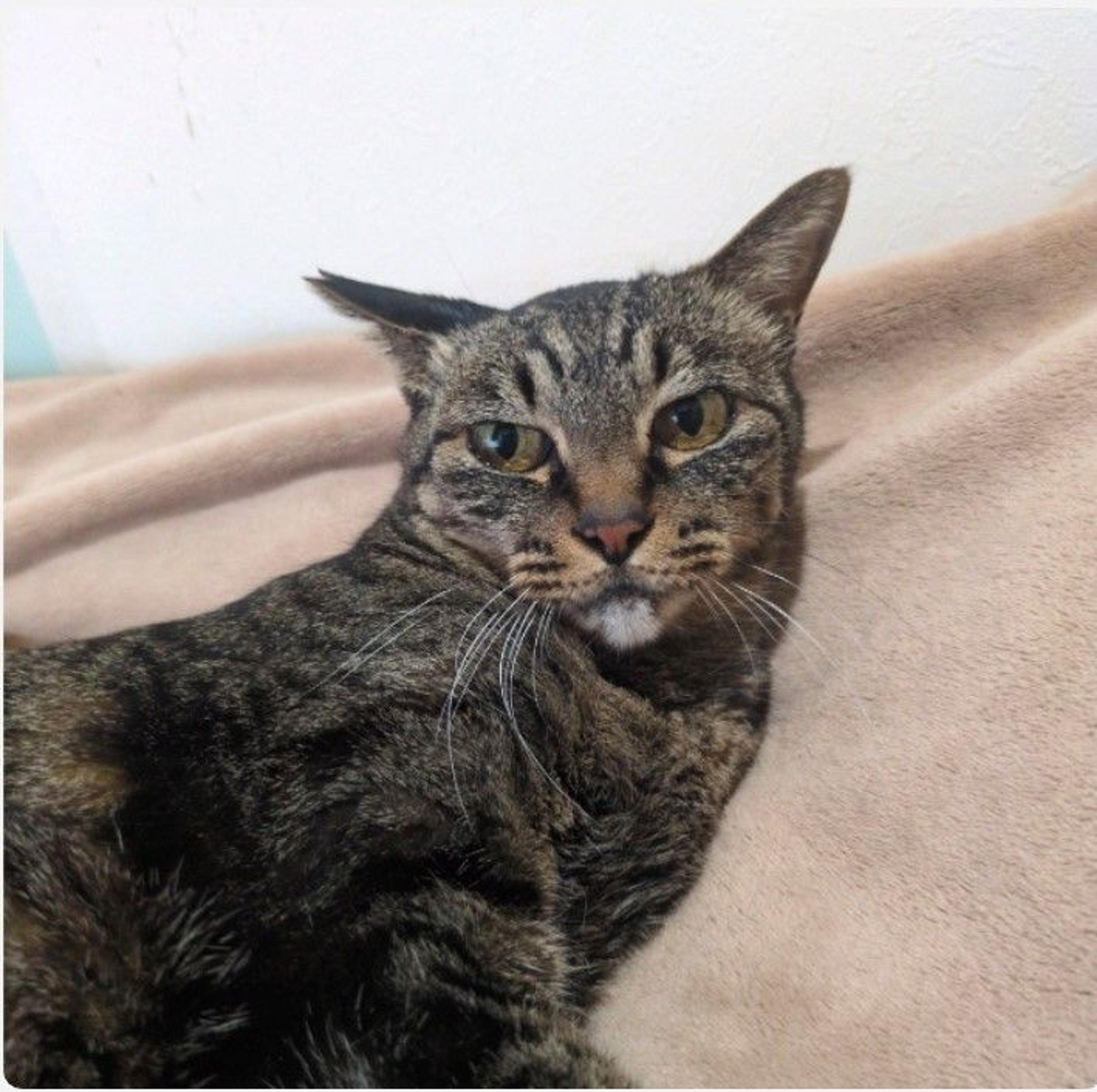 pet-image-2