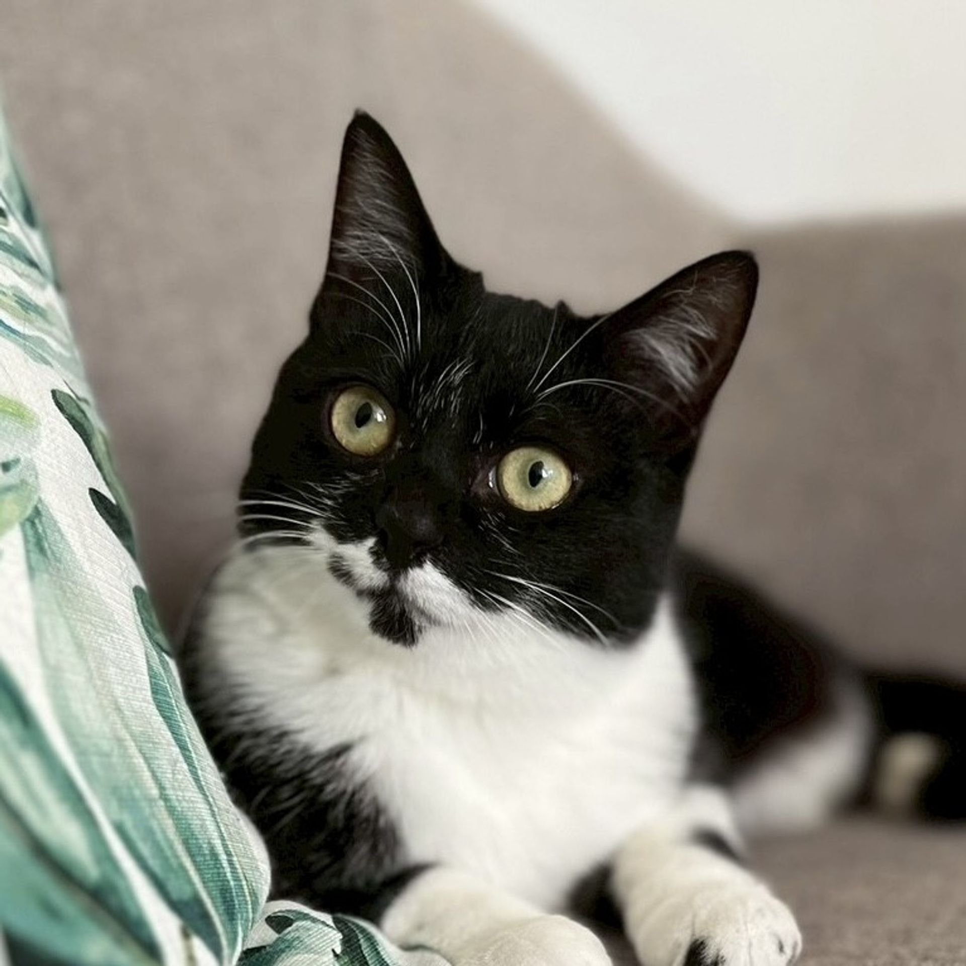 雑種（ミックス猫）・メスの里親募集の写真