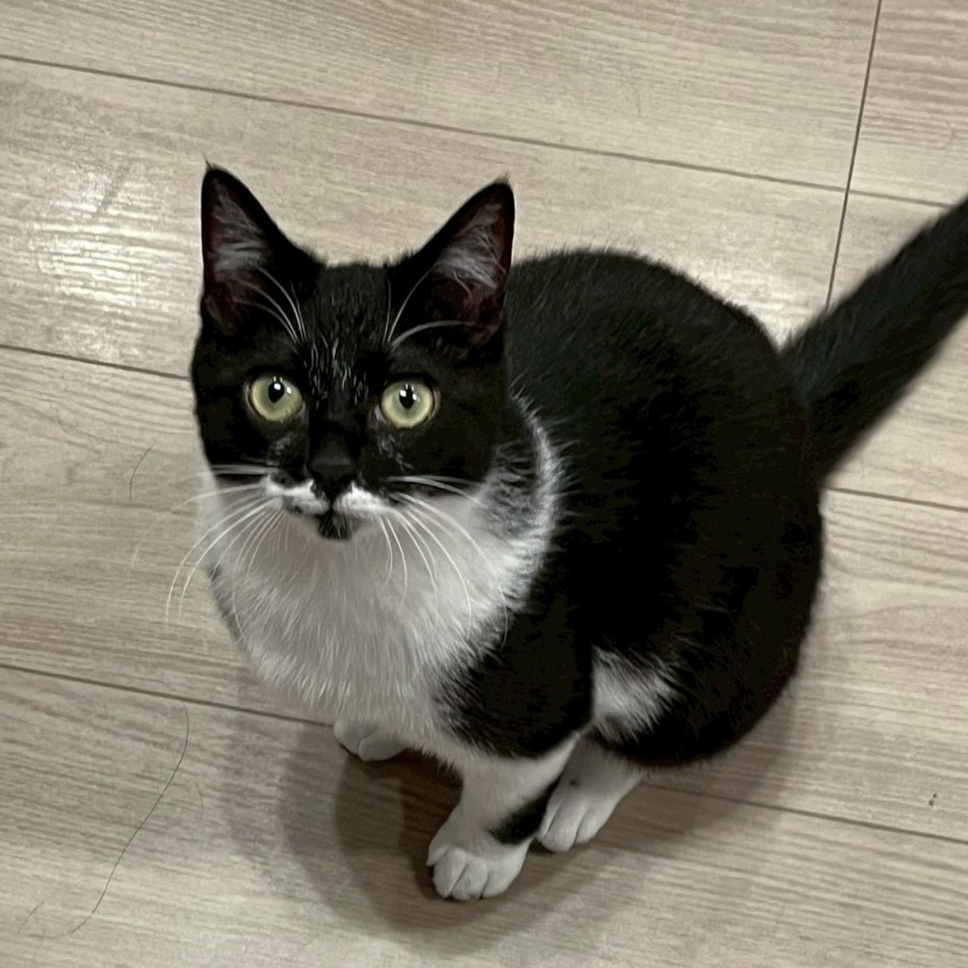 pet-image-2