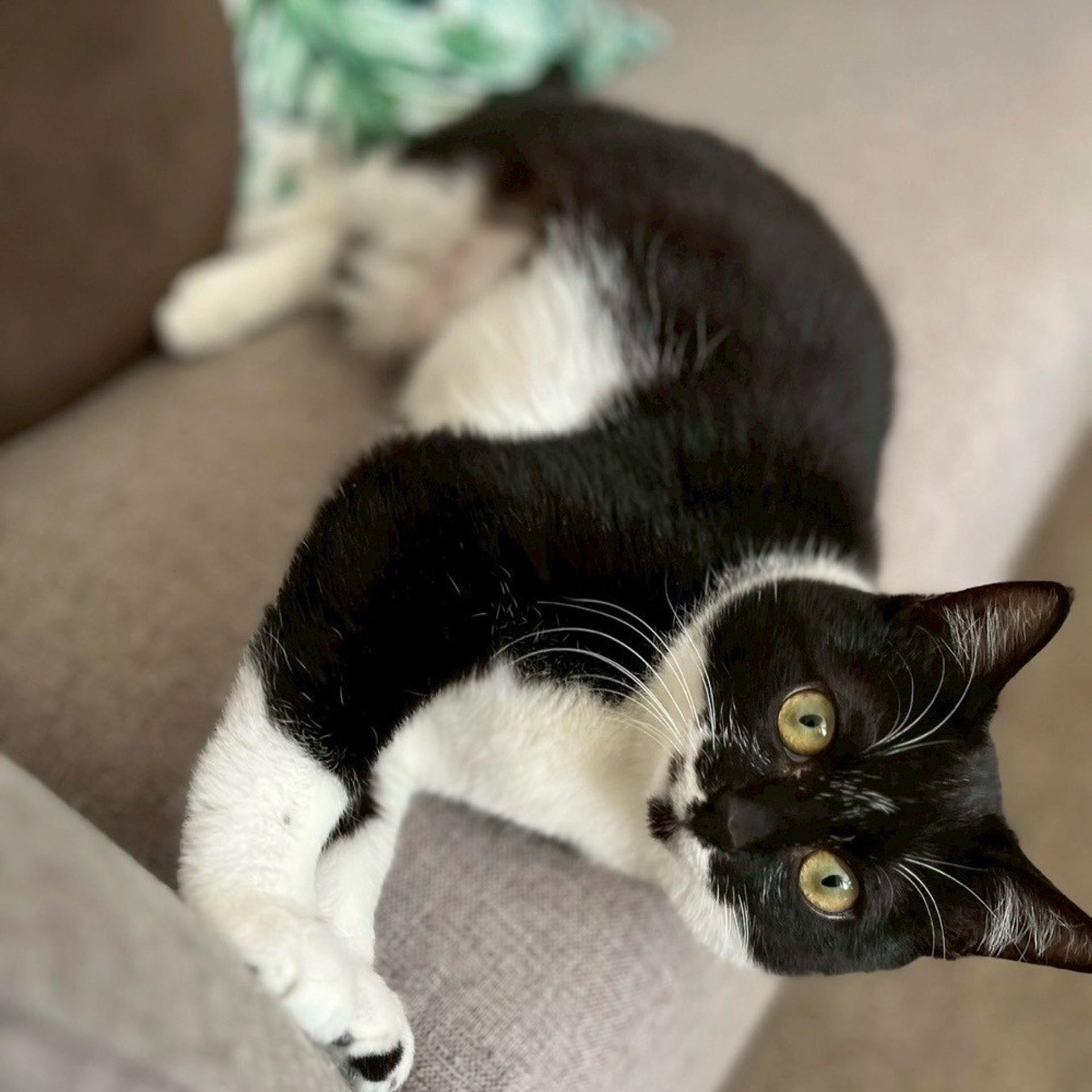 pet-image-4