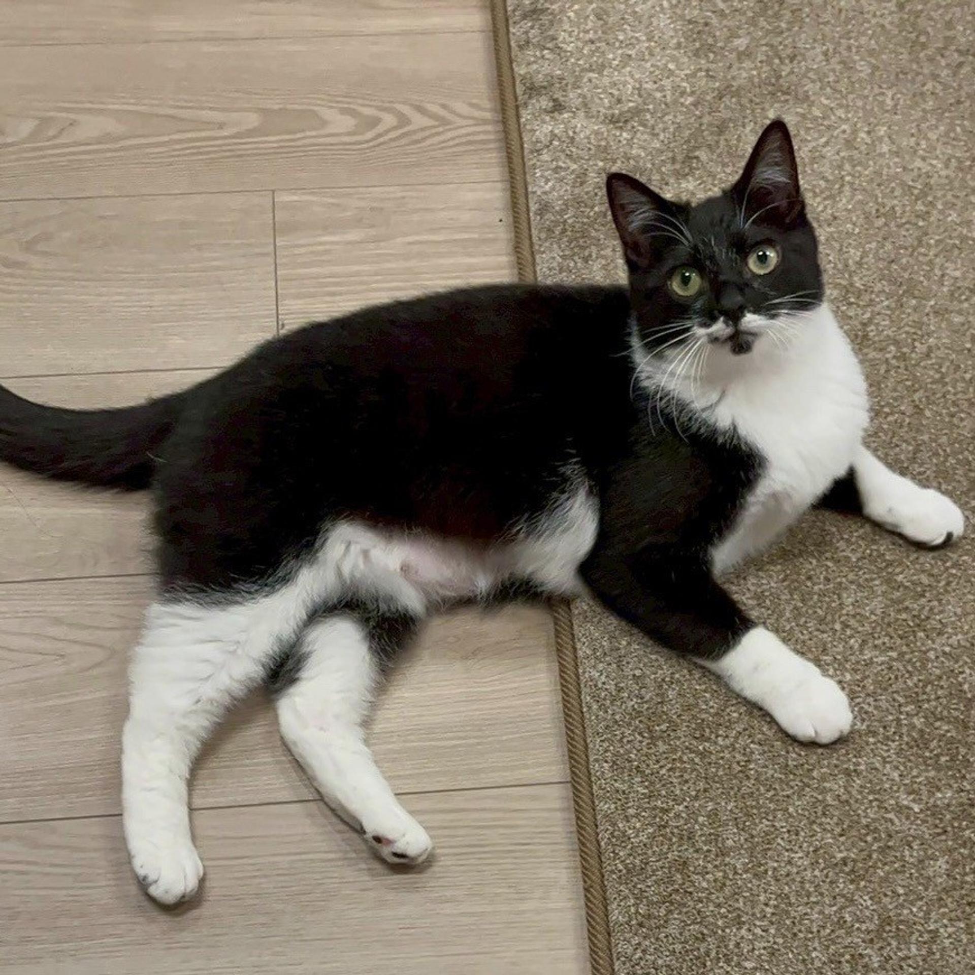 pet-image-6