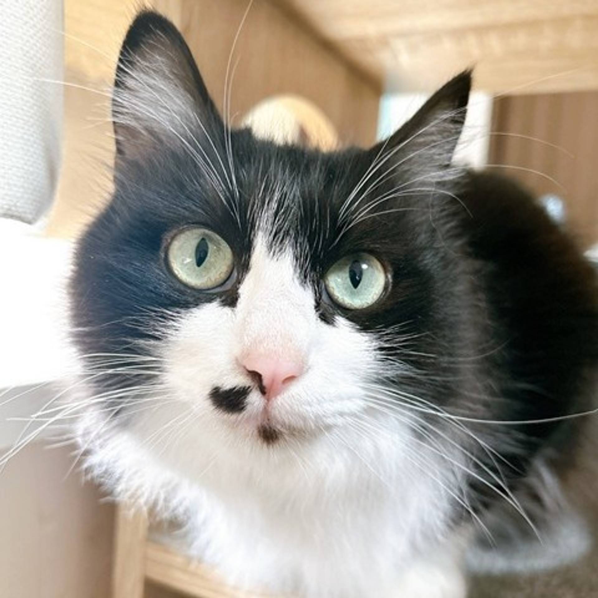 雑種（ミックス猫）・メスの里親募集の写真